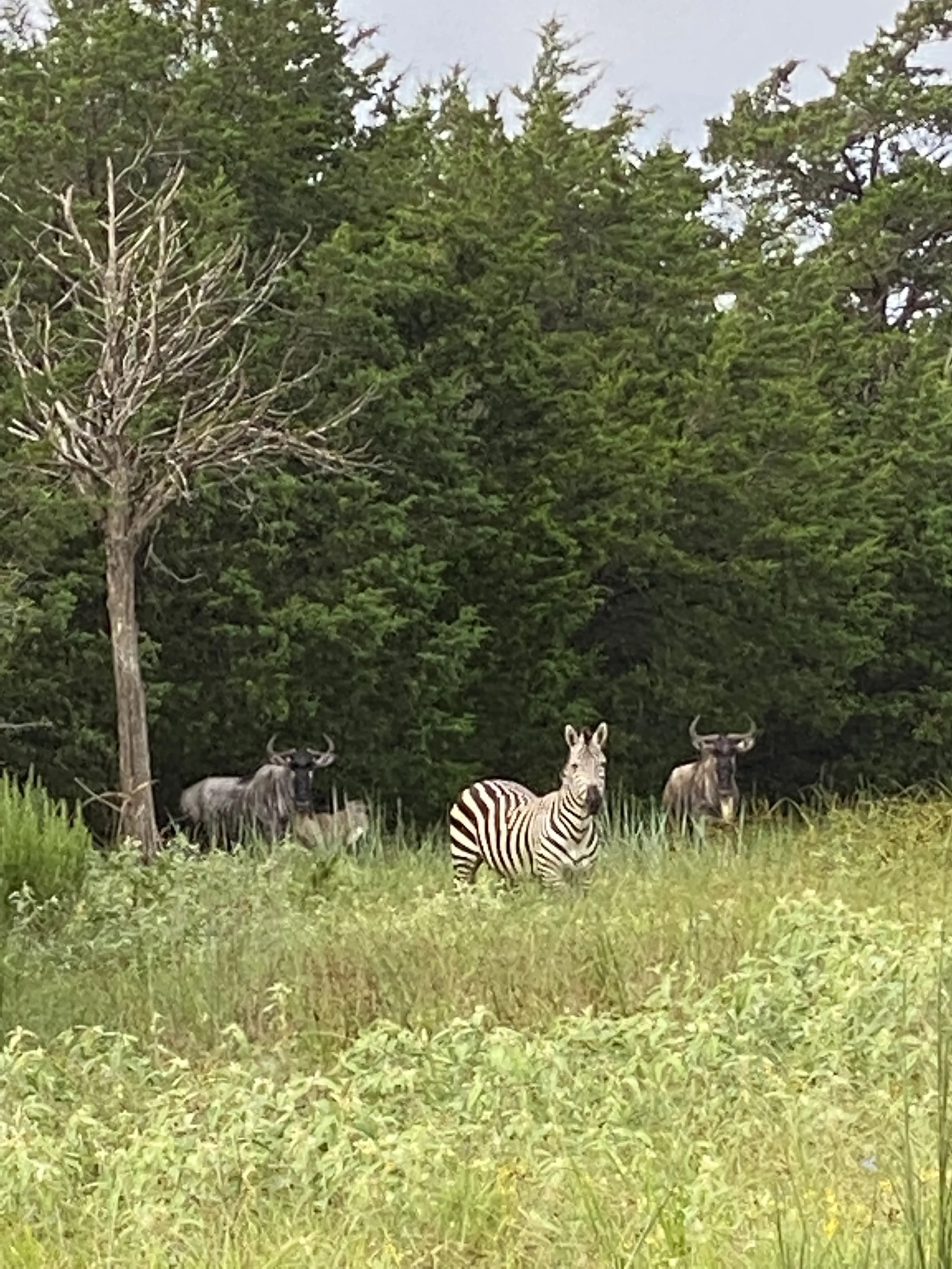 Wilde Zebra.jpg