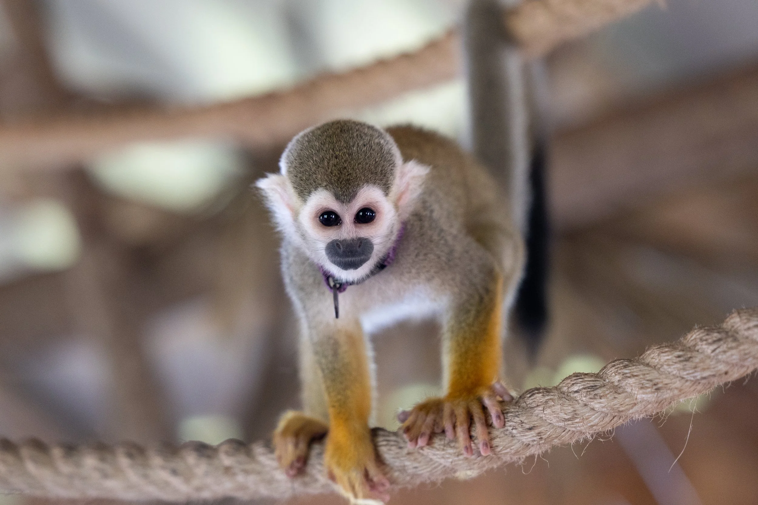 A Tale of Two Tropics: One Week in the DR, Two Weeks in Costa Rica