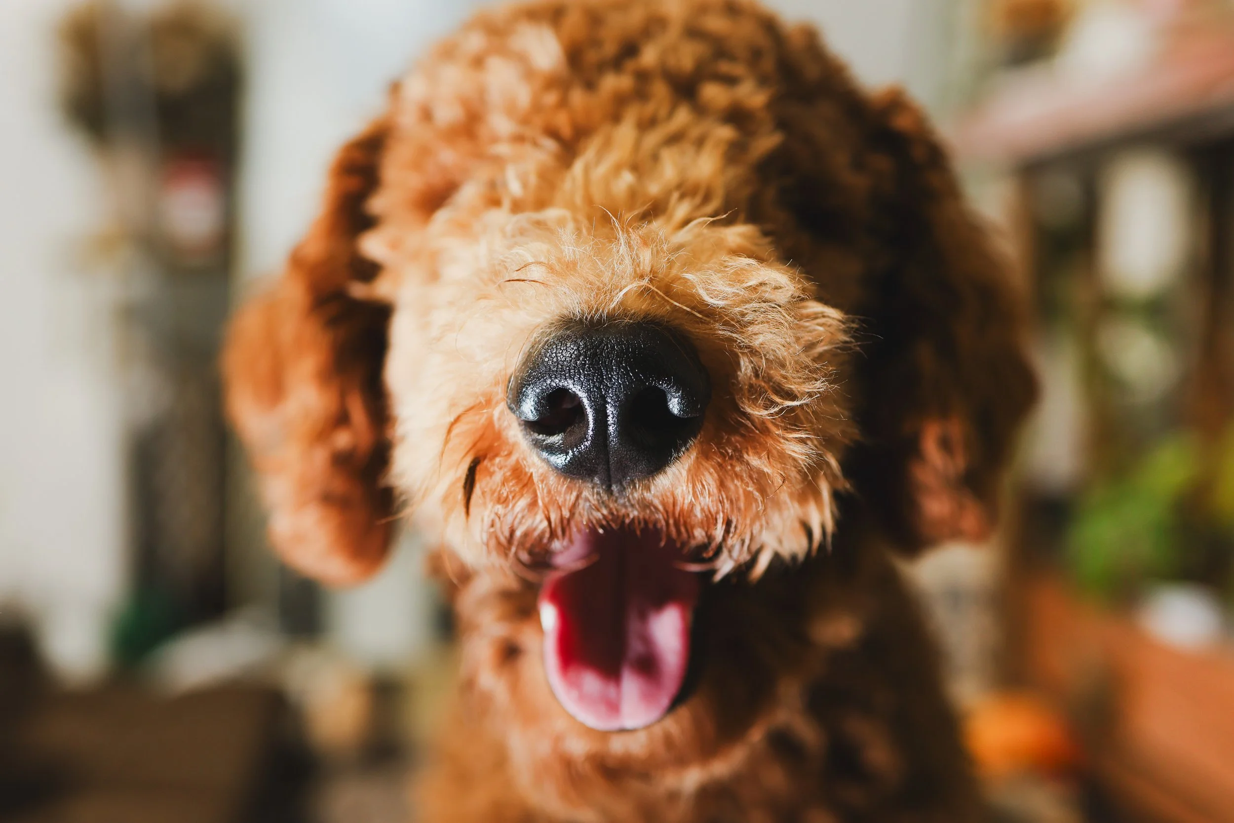 Golden Doodle, Pet Potraits, dmv pet photographer