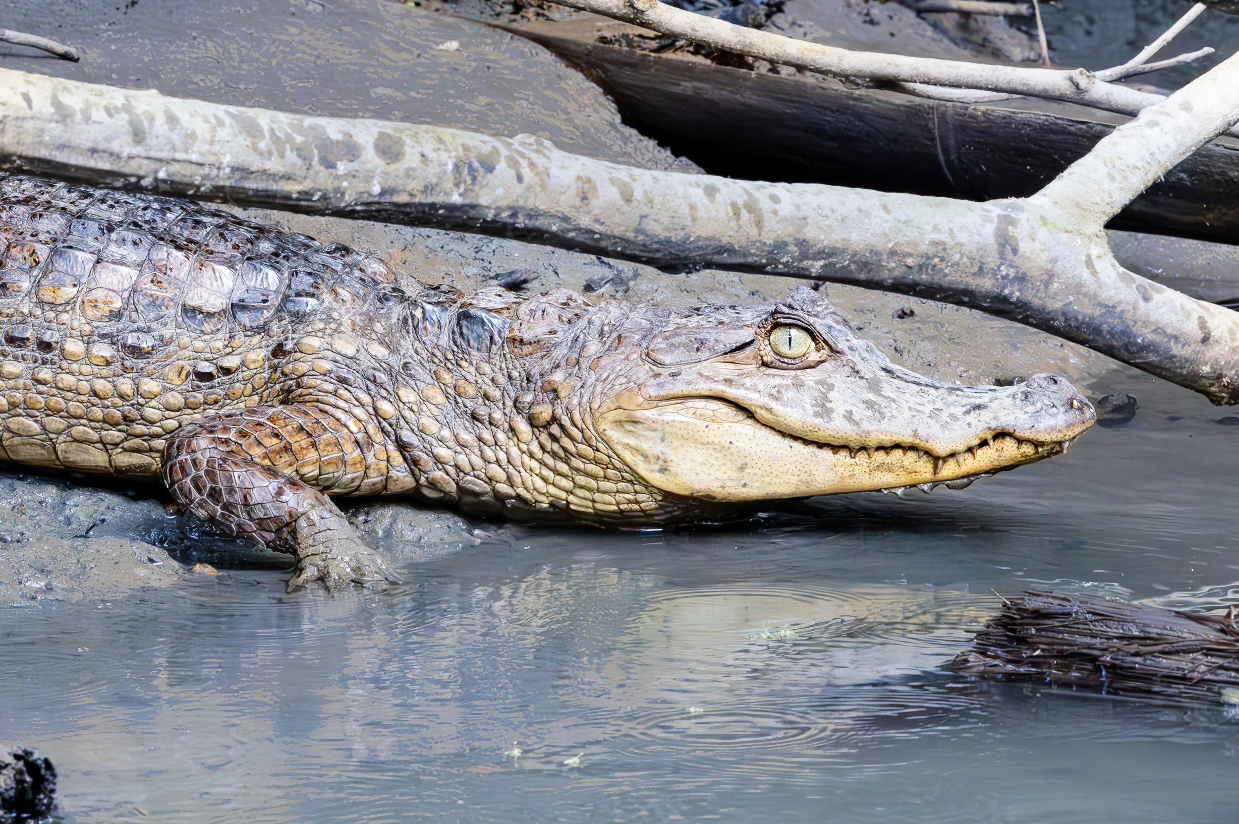 Close-up of a crocodile resting on muddy ground near water, with branches overhead.