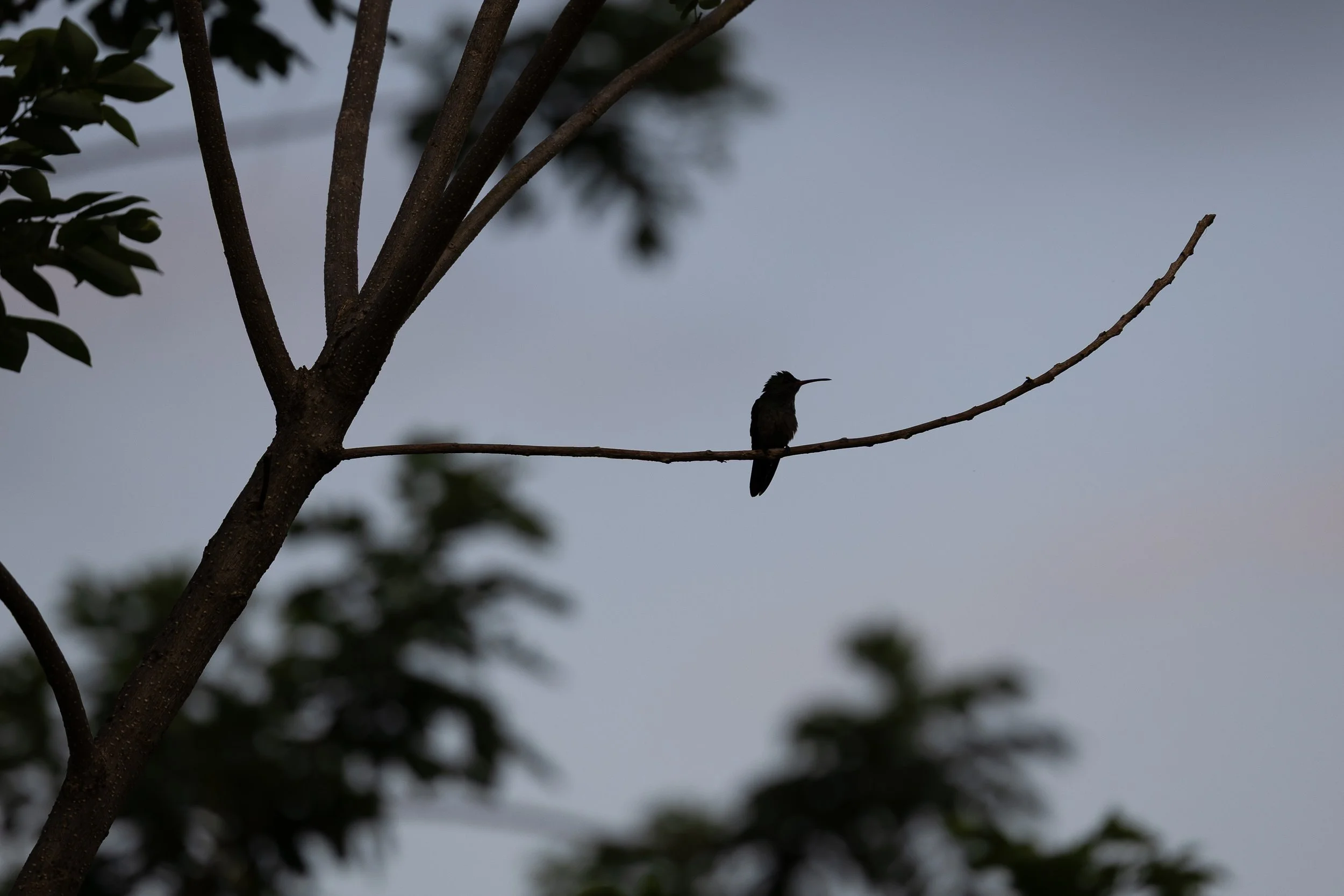 A small bird perched on a thin branch of a tree with dark silhouettes against the sky at dusk or dawn.