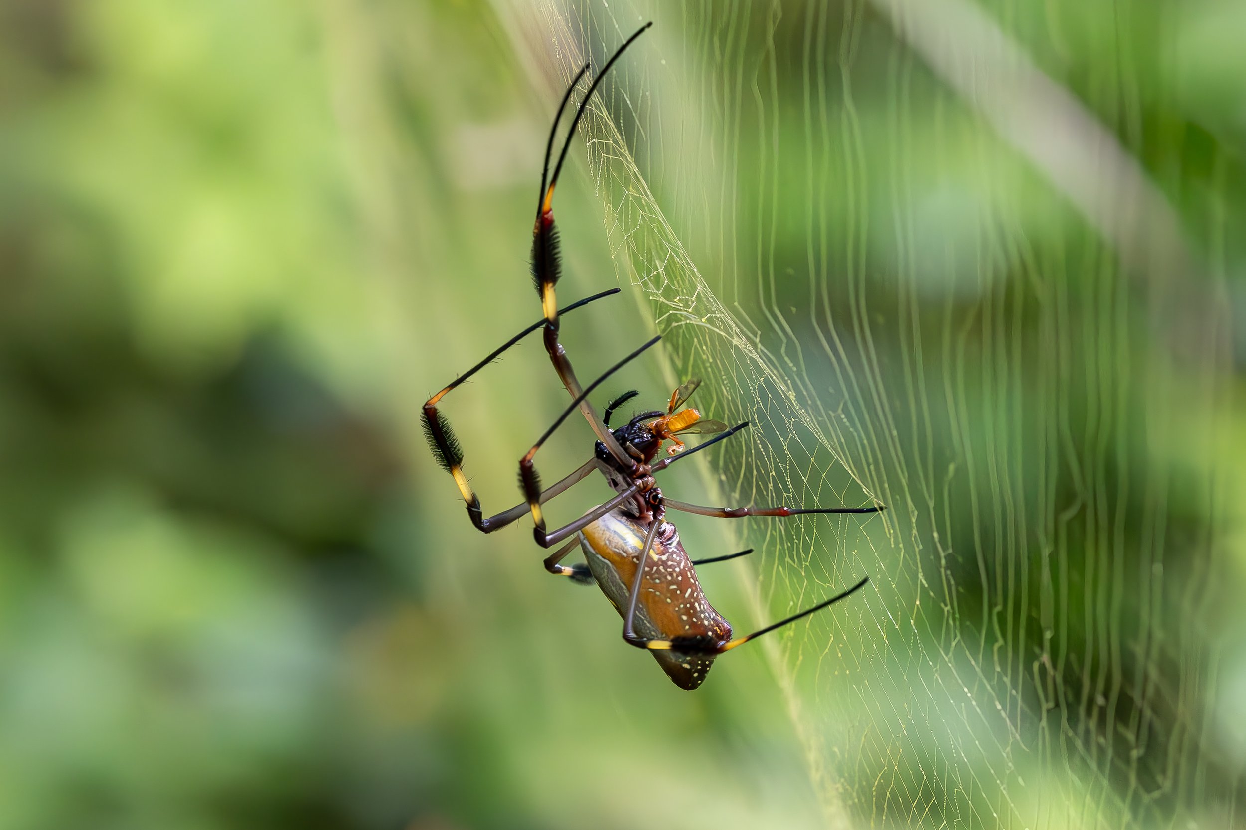 A spider with long, black, and yellow legs is feeding on an insect caught in its web amidst green foliage.