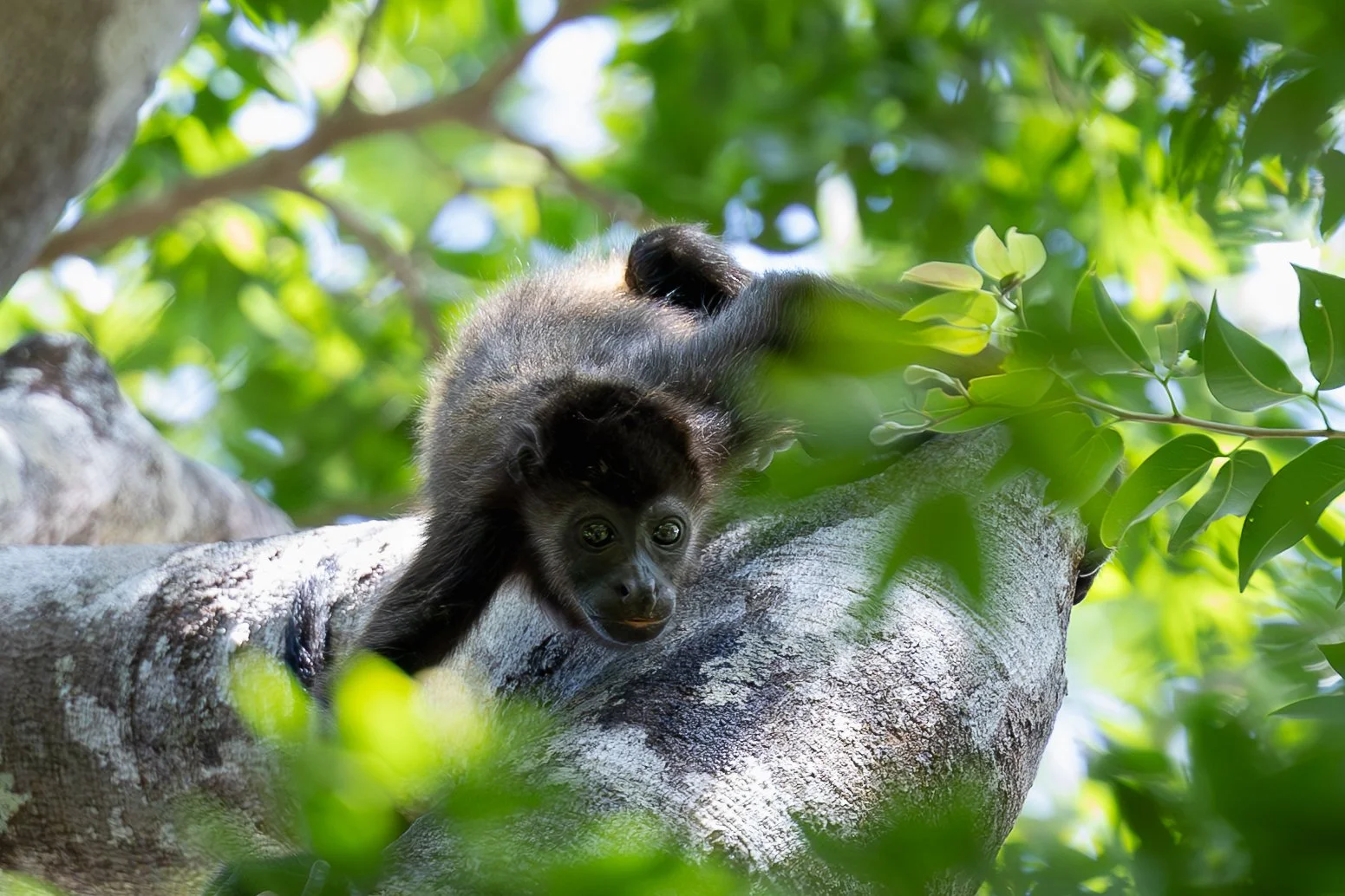 A young black monkey hanging upside down from a tree branch surrounded by green leaves.