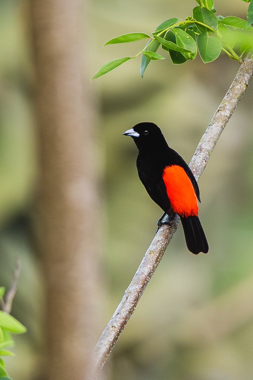 A black bird with a bright red patch on its wing sitting on a tree branch with green leaves, blurred background.