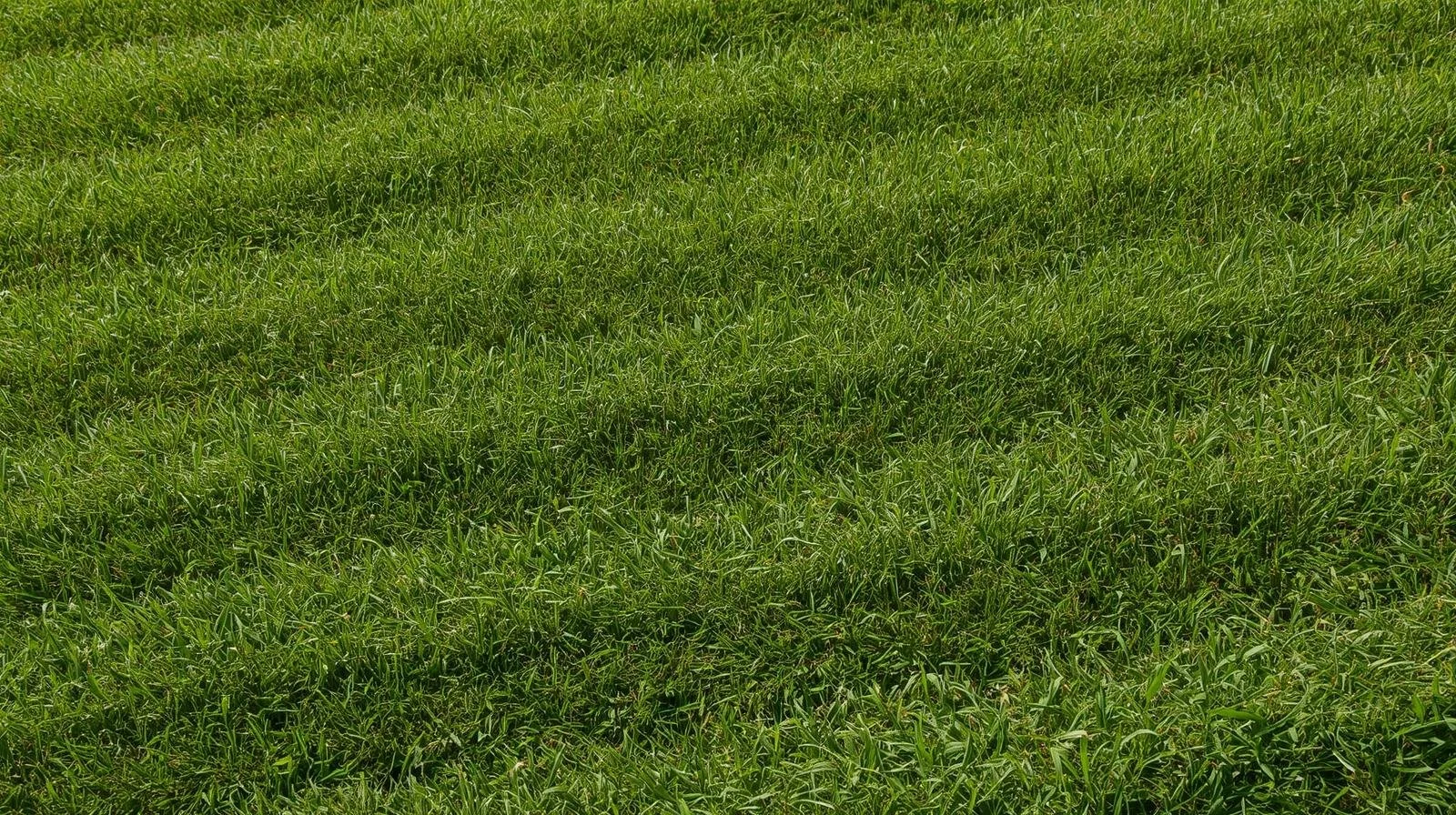 Close-up of green grass on a sunny day.