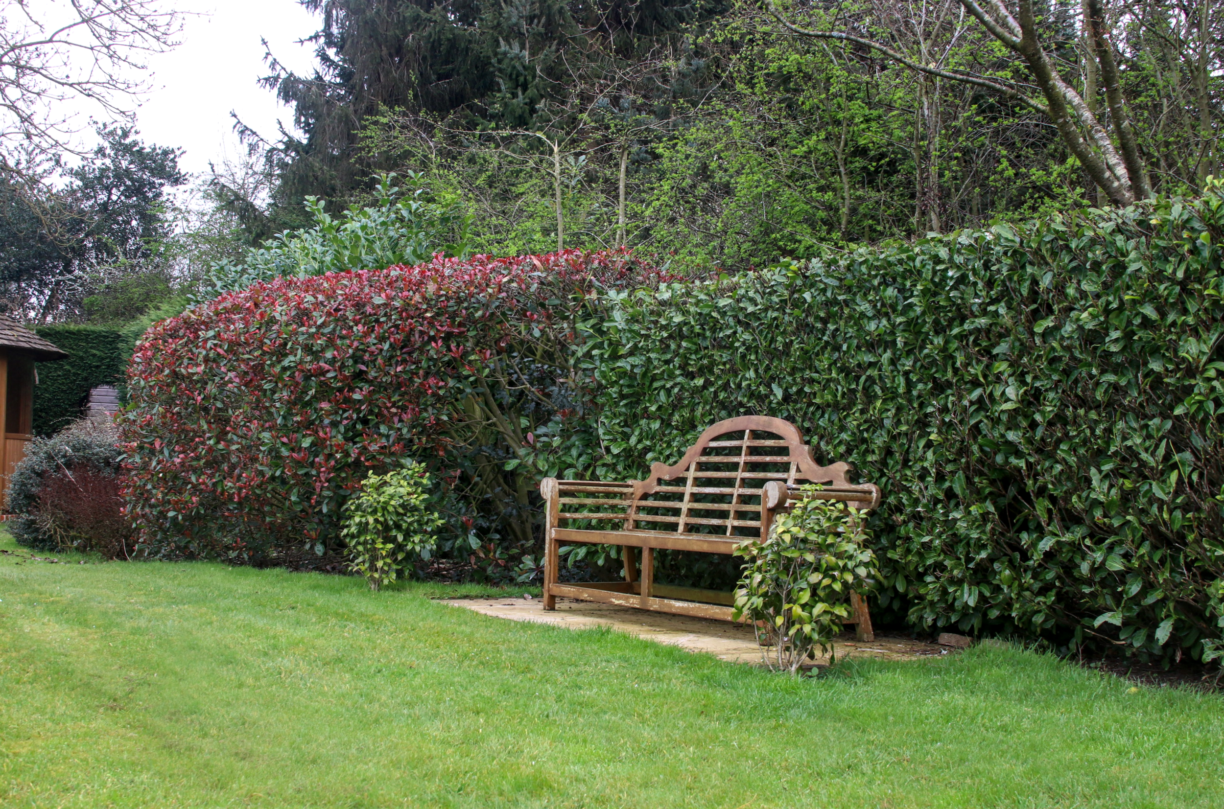 A wooden garden bench placed on a small stone patio in front of a tall hedge, surrounded by green grass and various plants and trees.