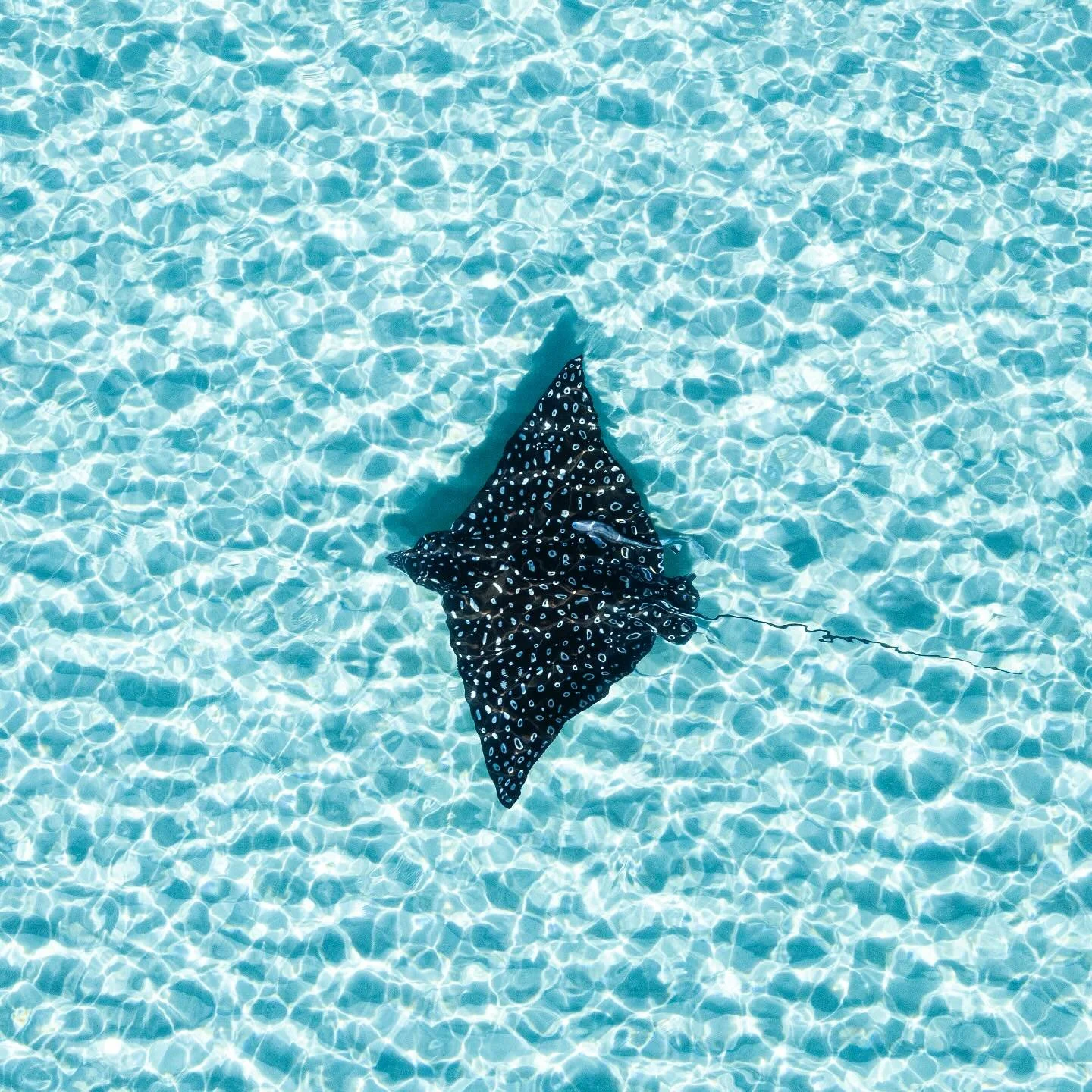Soaring through the shallows - 
#eagleray #emeraldcoast