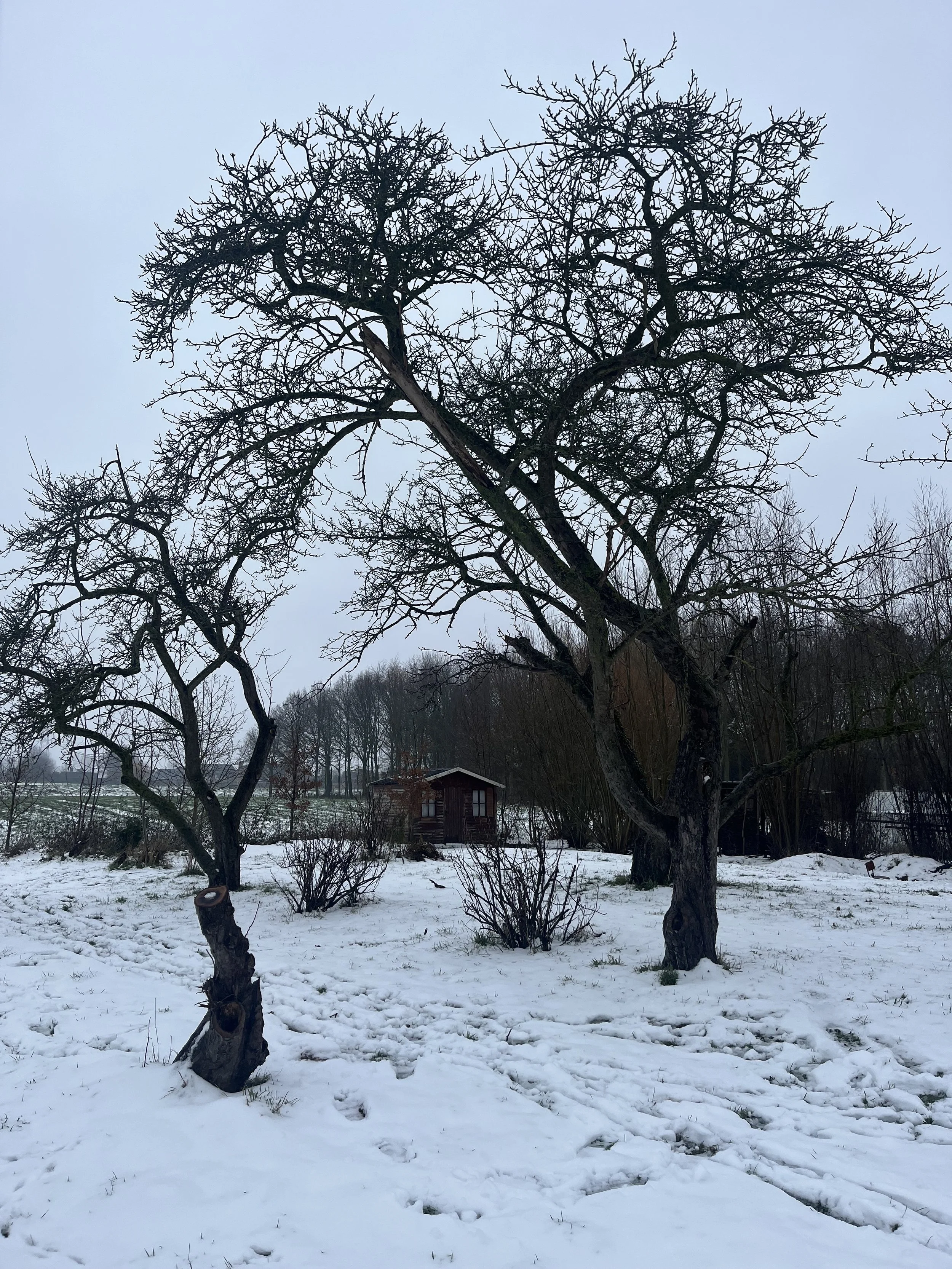 Januari, de tuin als blank canvas