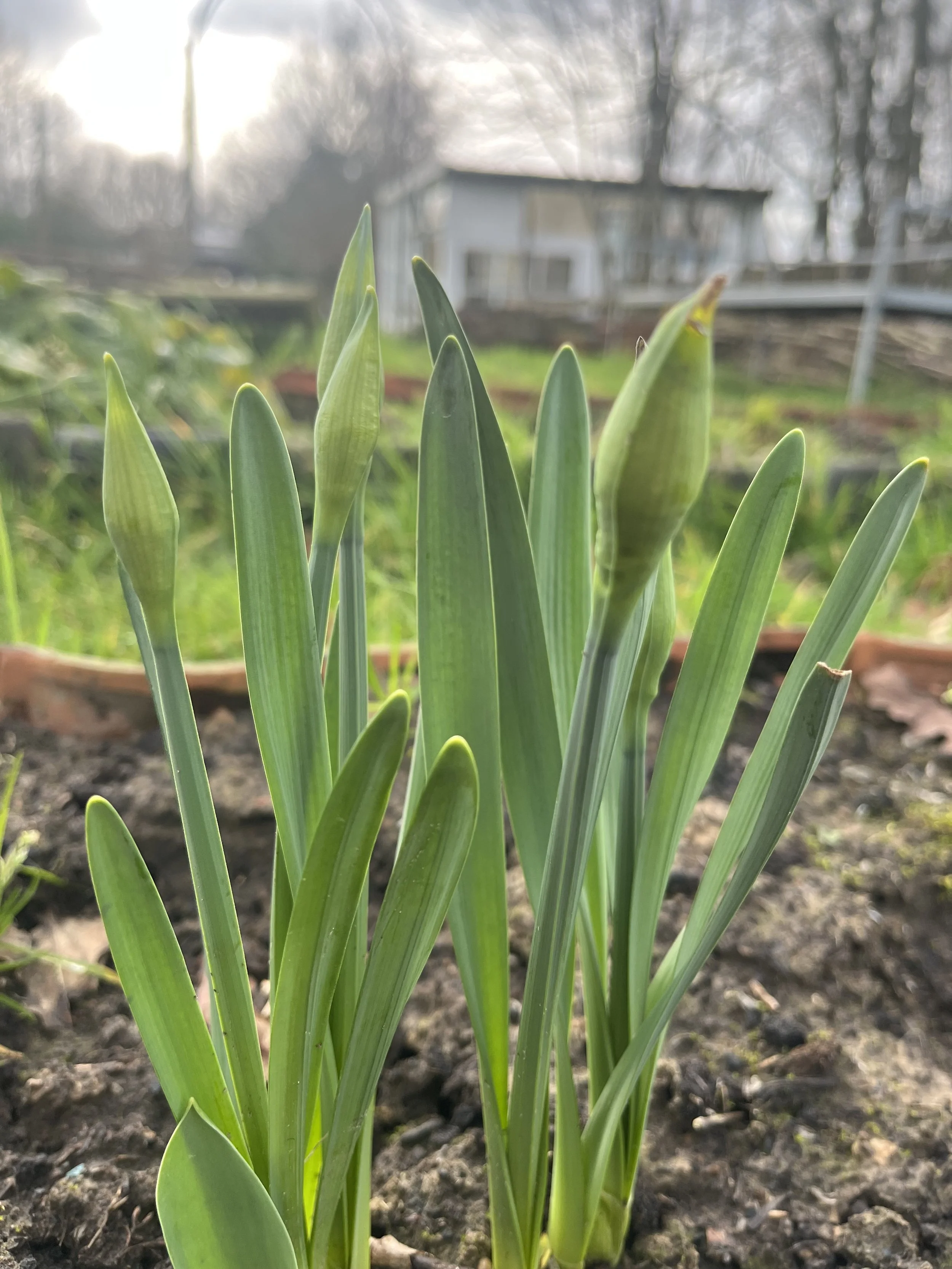Door de modder naar bloei.