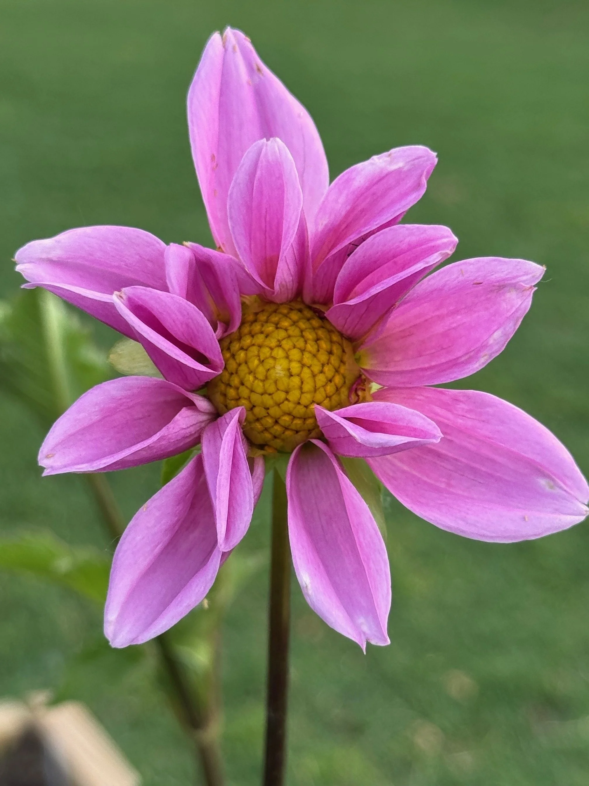 Bees Choice Dalhia Pink.jpeg