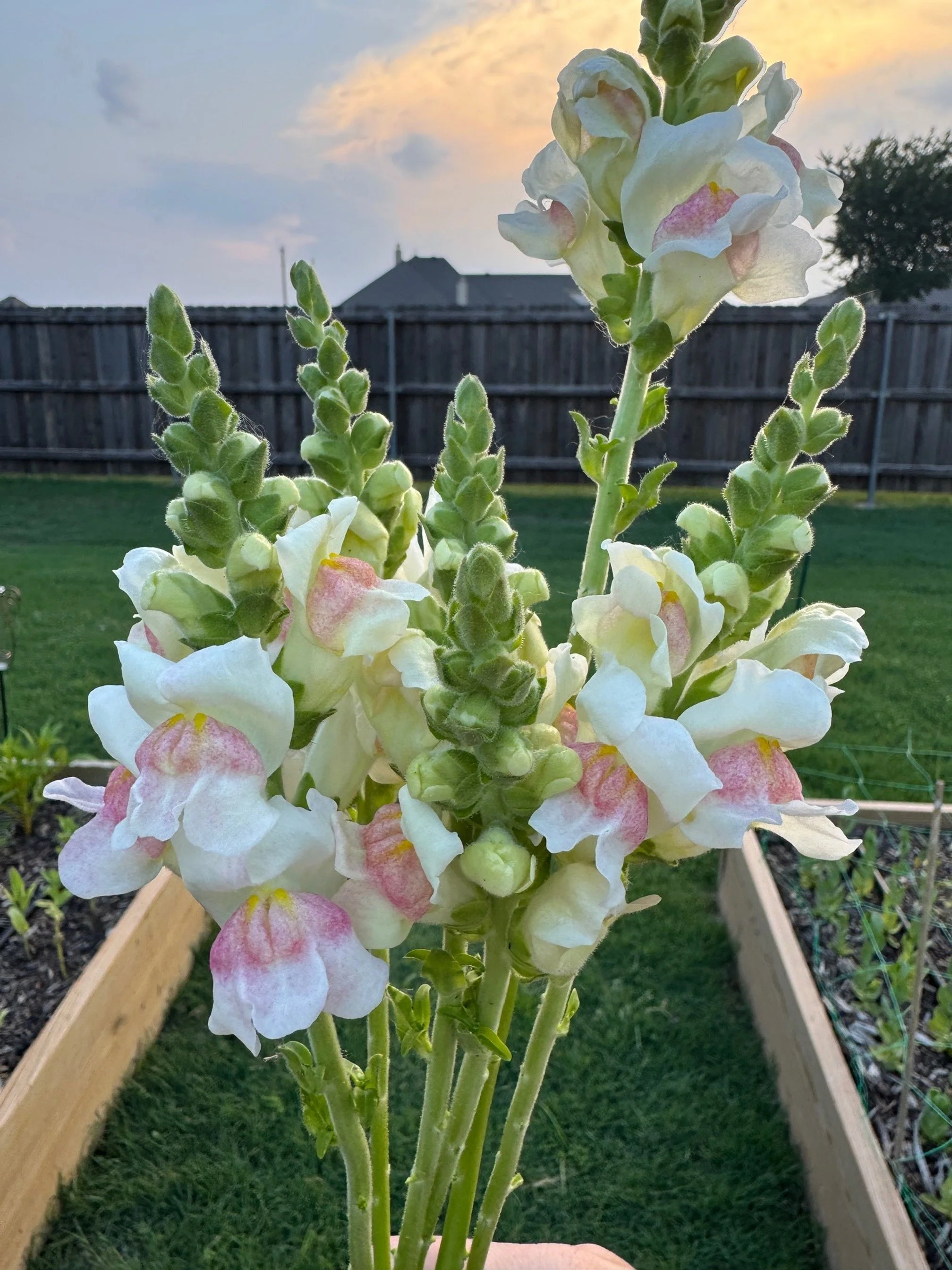 Potomac Snapdragons.jpeg