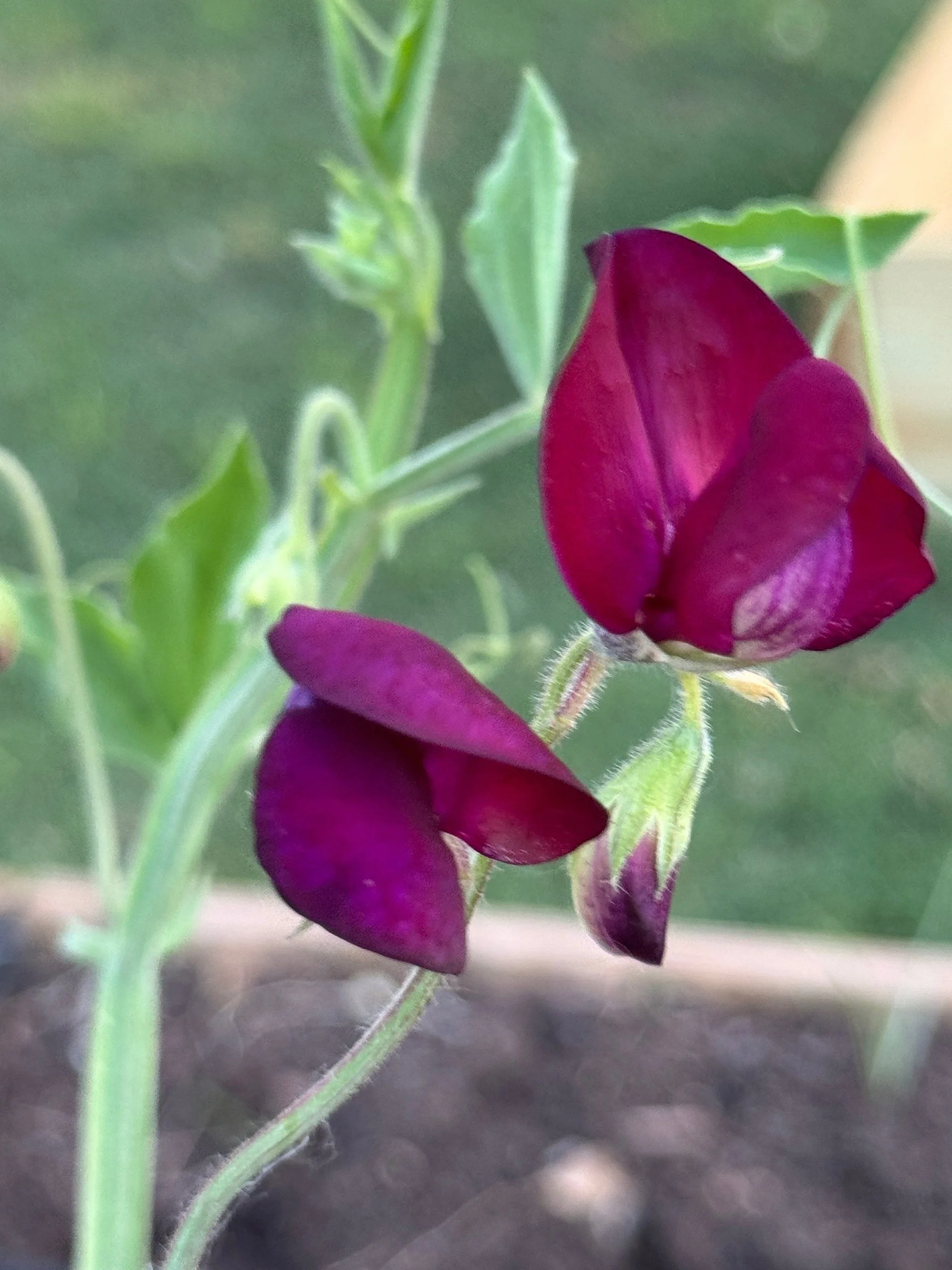 Sweet Peas.jpeg
