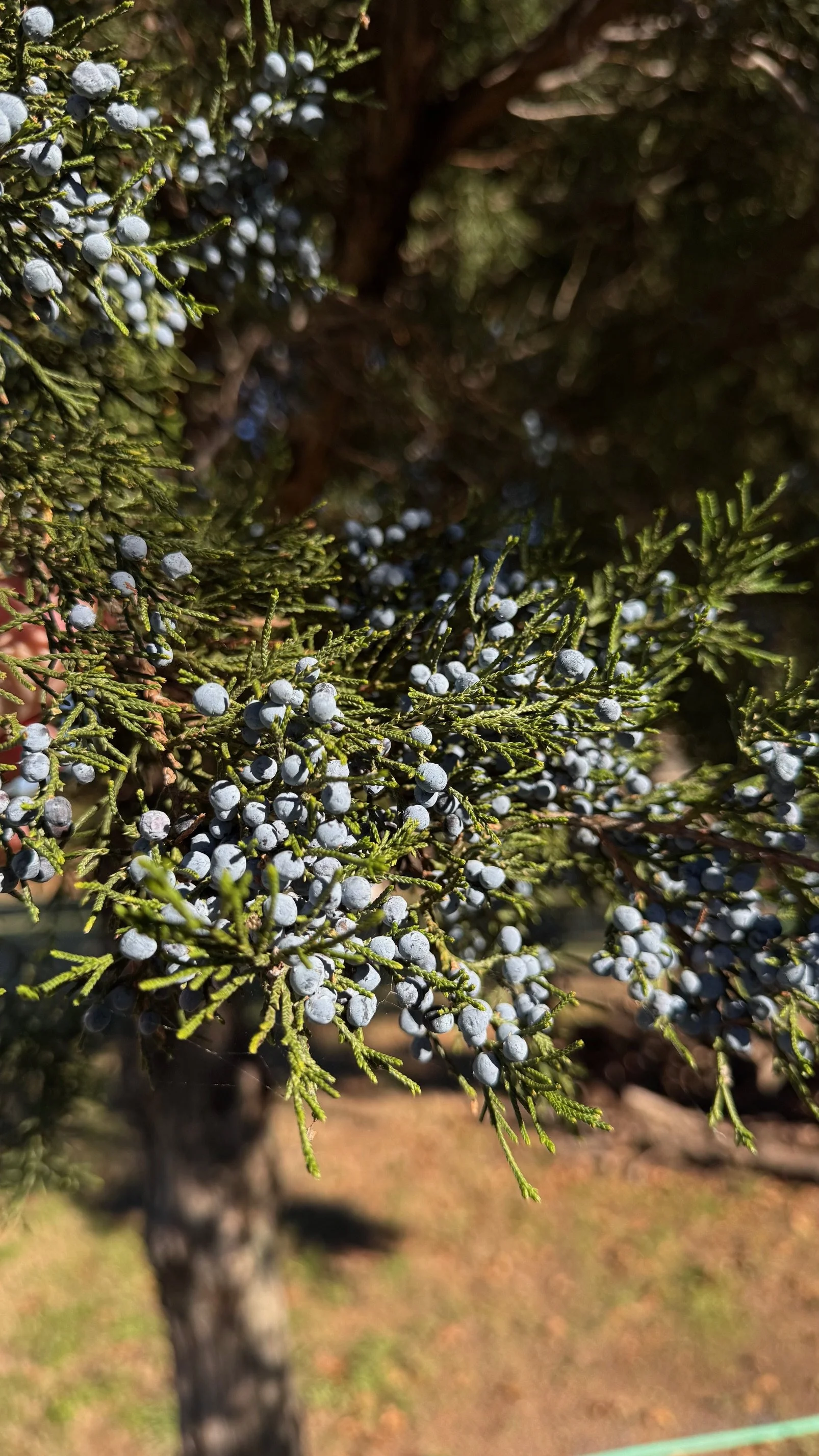 Berries Tree.jpg