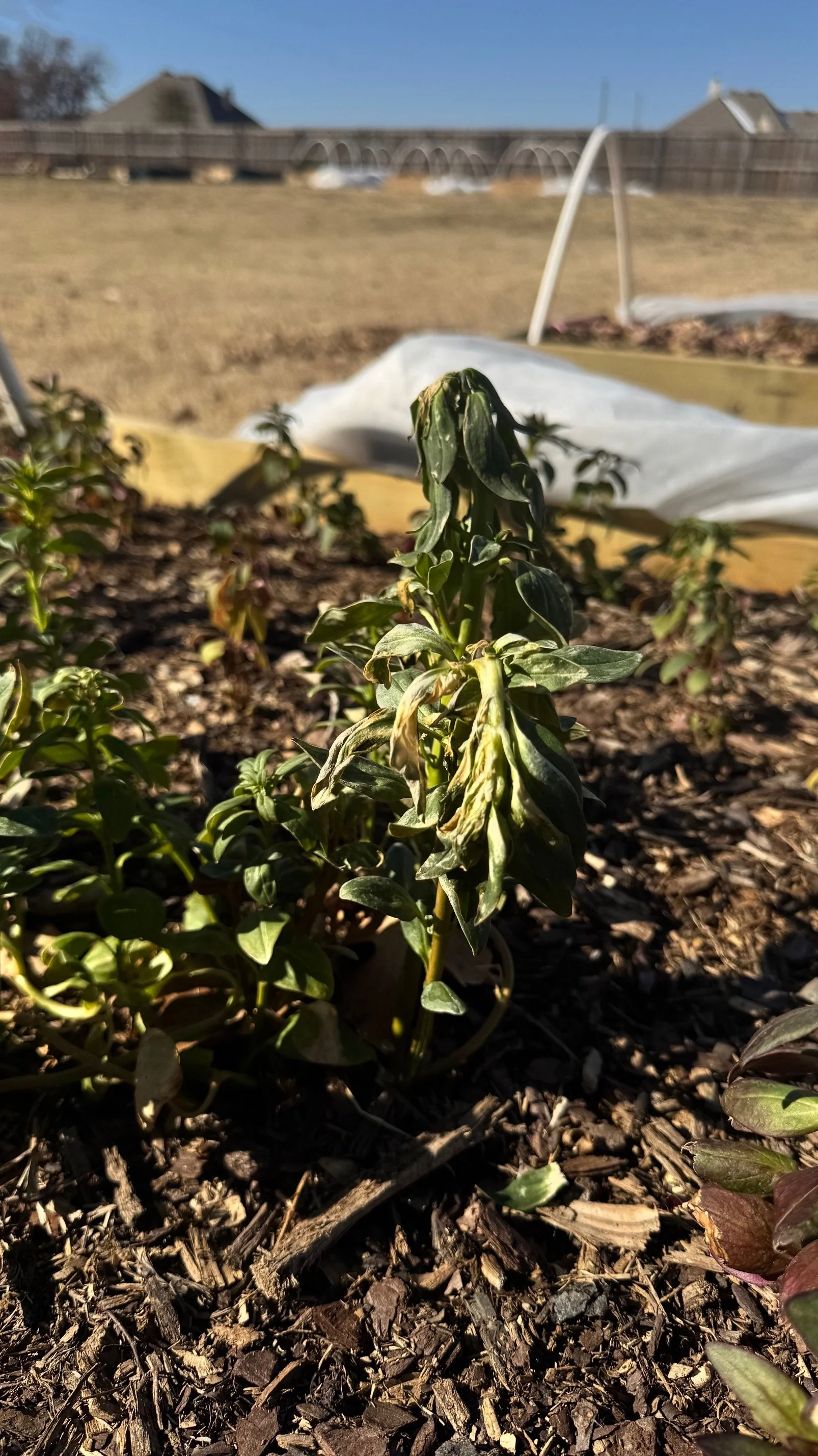 Broken Snap post snow.jpeg