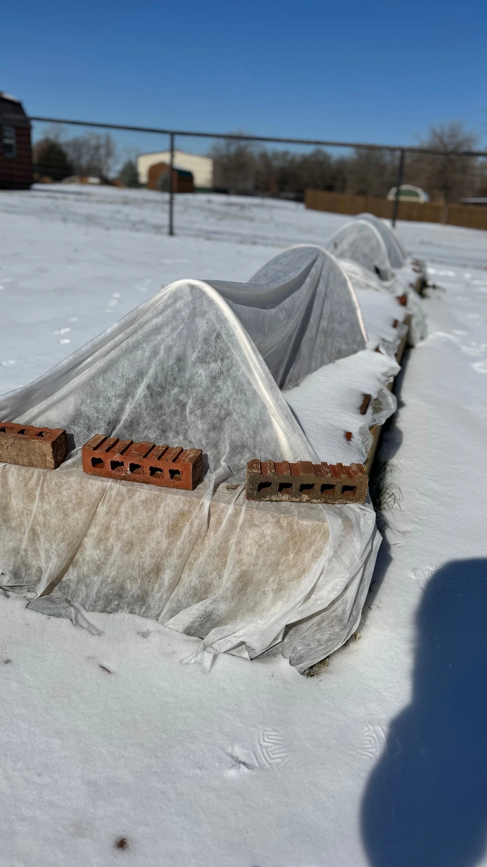 Row Covered Snaps.jpeg