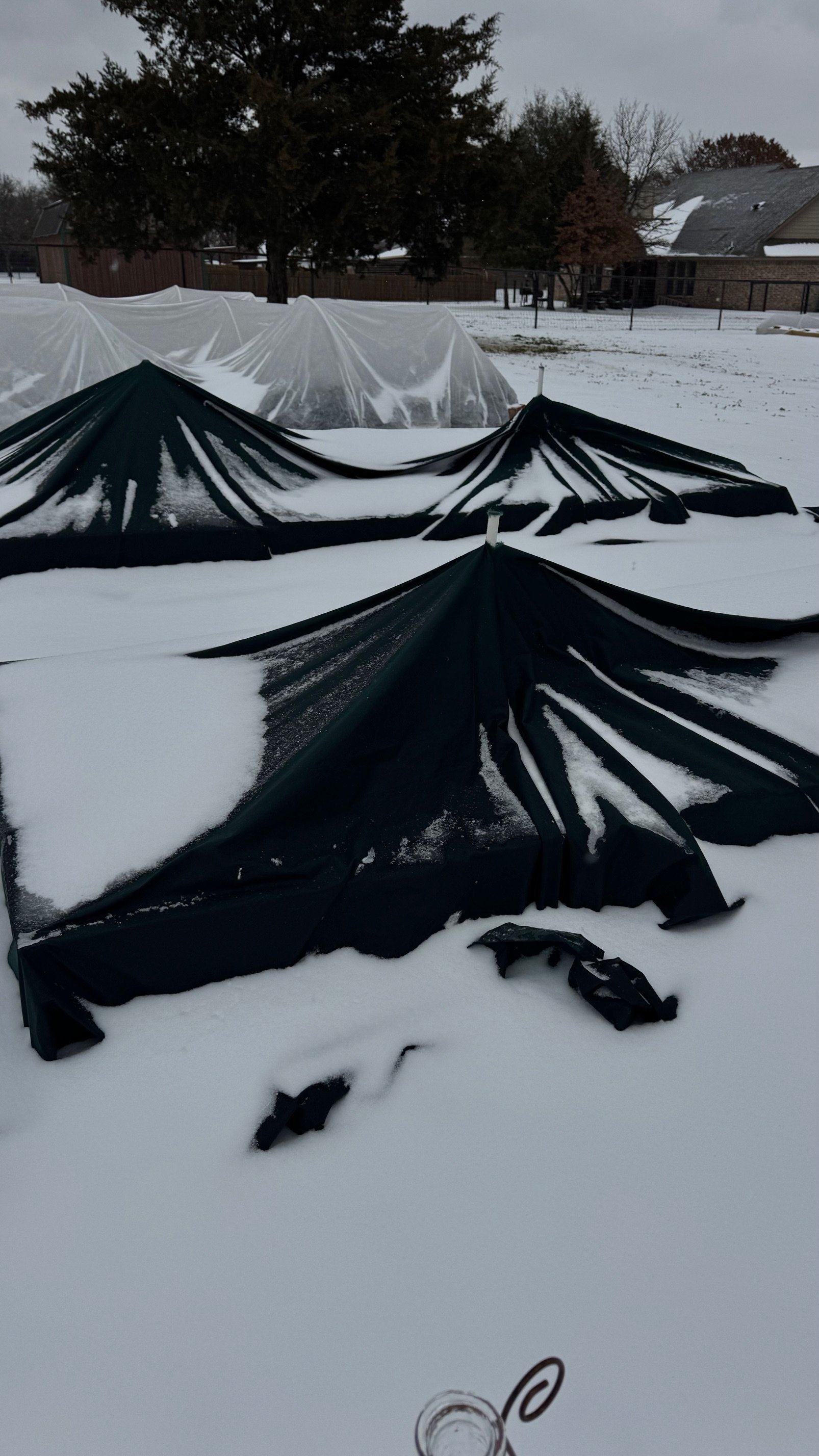 Snow & Green Covers.jpeg