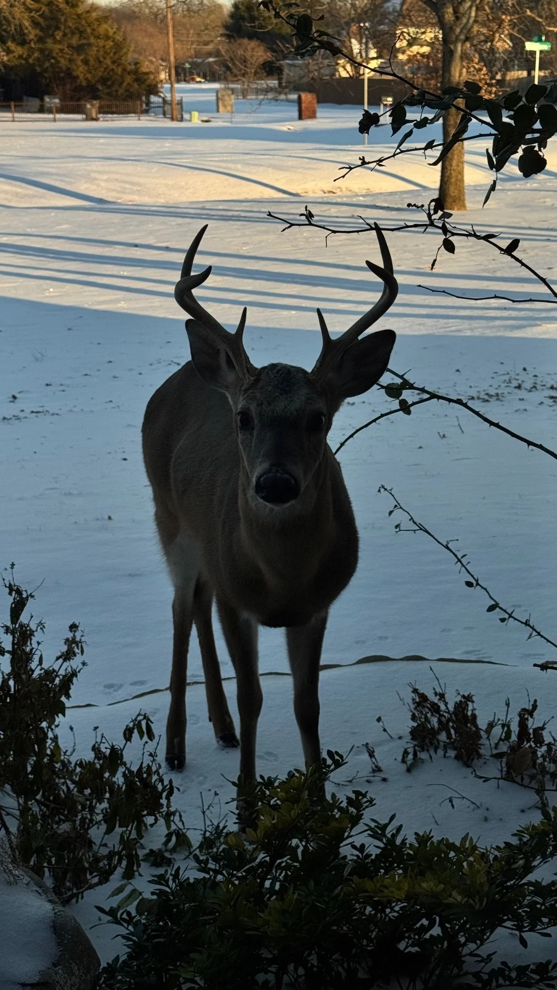 2026 January Winter Storm