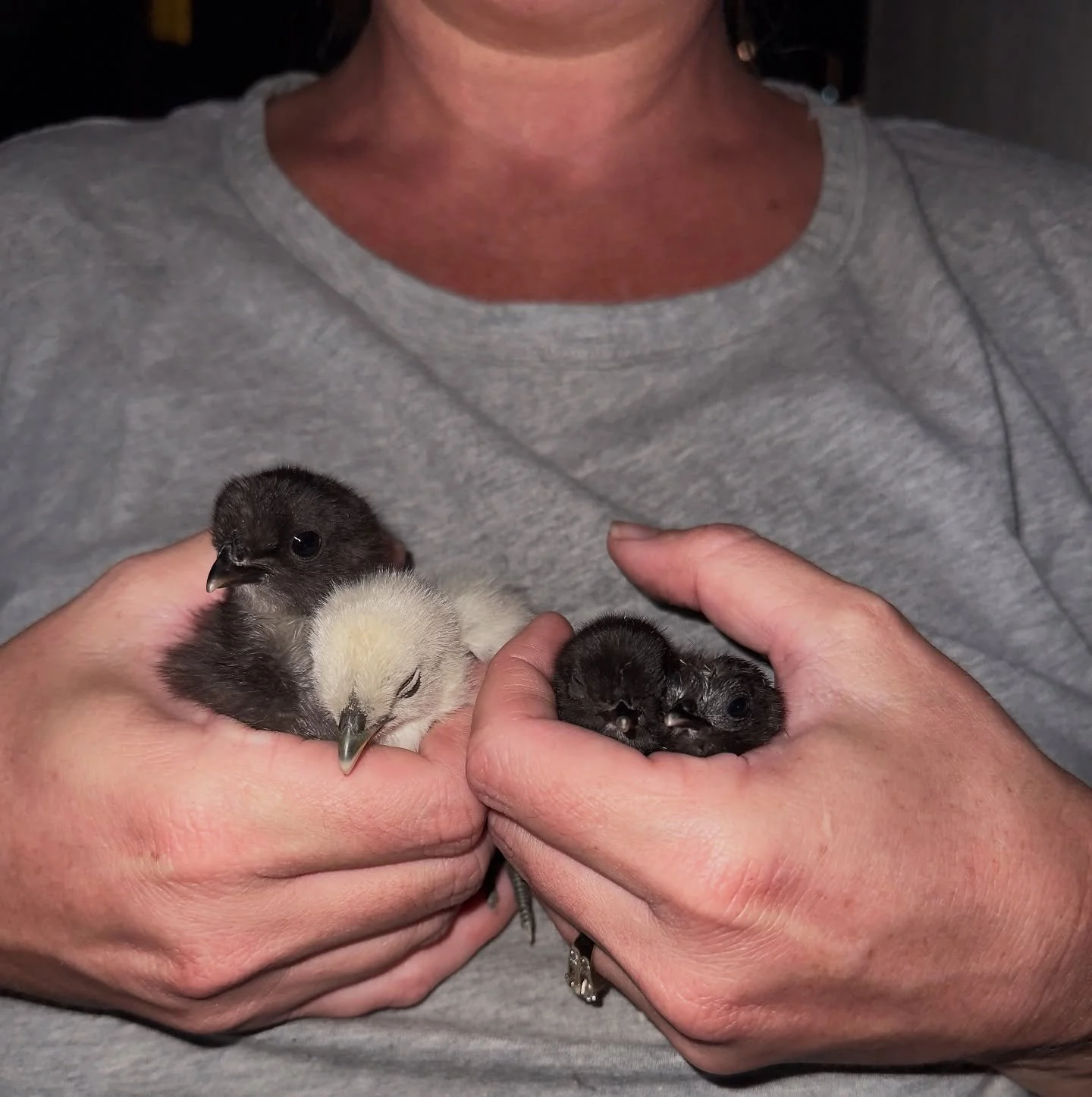 4 unexpected little chicks all born within 2 weeks of each other. I cannot believe we have added another 4 chickens&hellip; our count is somewhere around 70+ total now. 

I got rid of 3 and got 4 in return 😂

Y&rsquo;all best believe I have triple c