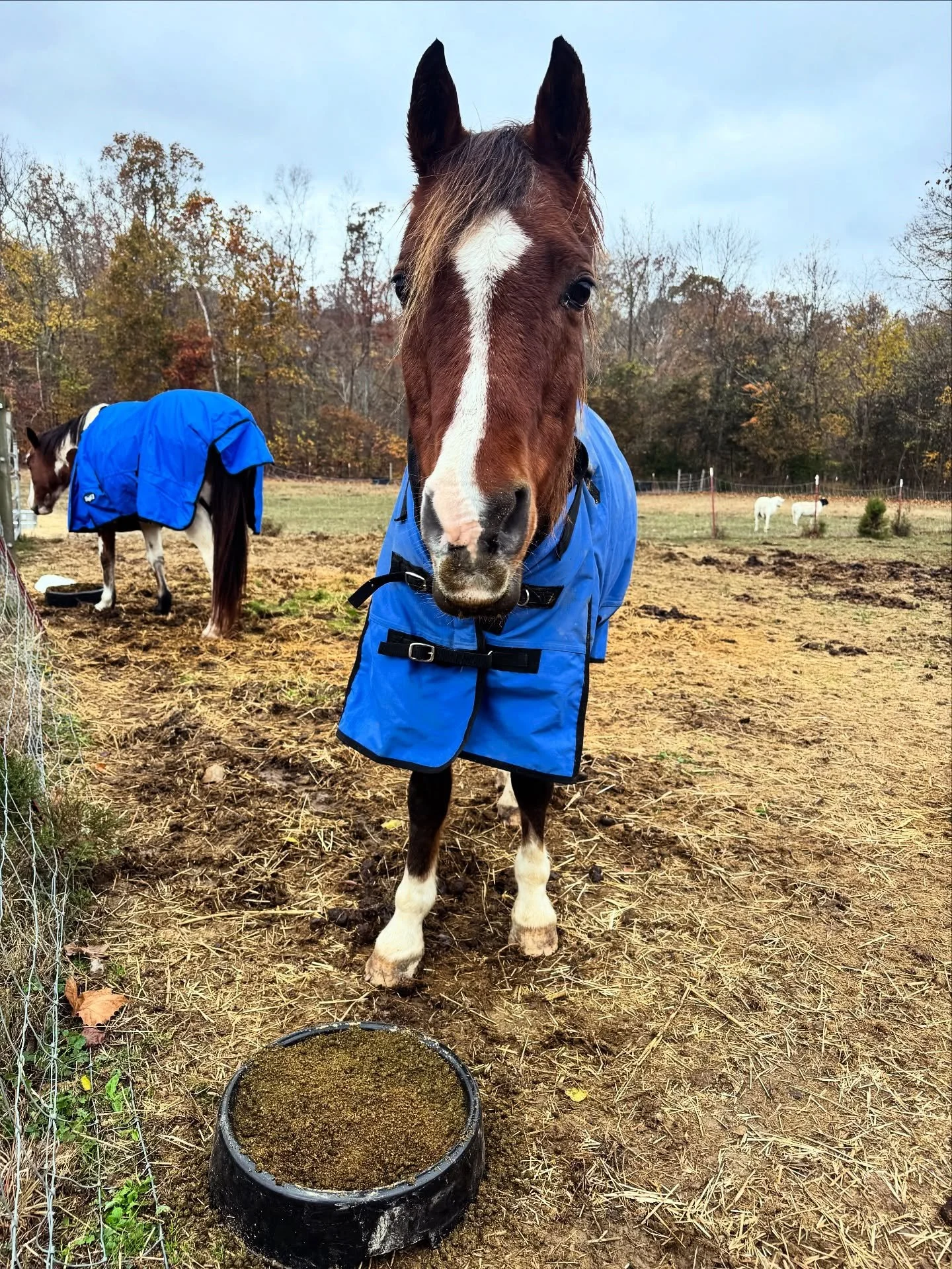 Blankets on, warm mash fed, fresh hay in the barn. It&rsquo;s already a muddy mess here with the rain we&rsquo;ve gotten but everything is prepped. 
Fresh bedding and full feeders for the chickens. Tomorrow I&rsquo;ll haul room temp water out to thei
