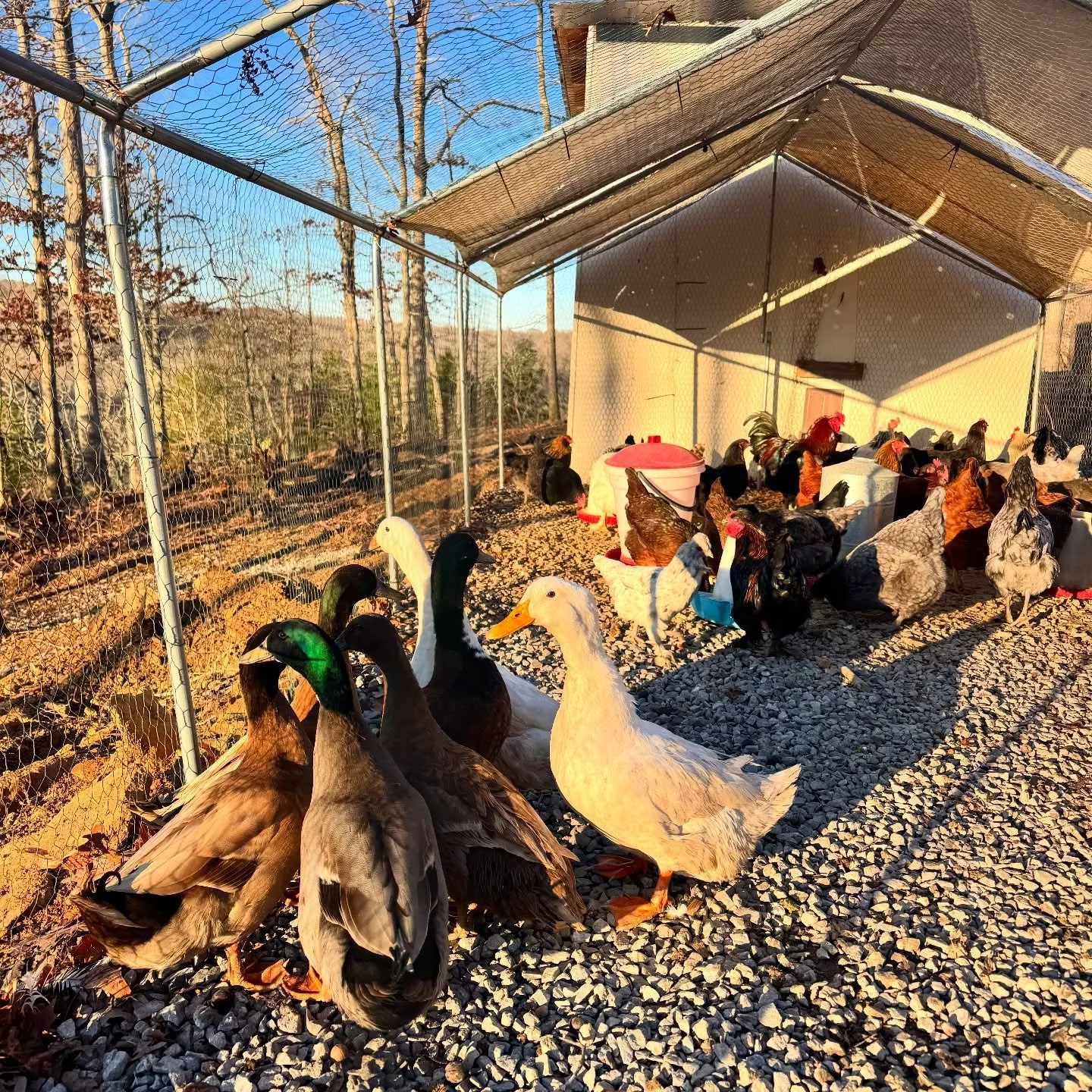 Morning sunshine on a blessed Lord&rsquo;s Day! ☀️

I love how our little flock is growing! These new ducks are very friendly even though we&rsquo;re still getting to know each other. I love that our flock immediately accepted new comers with zero fi