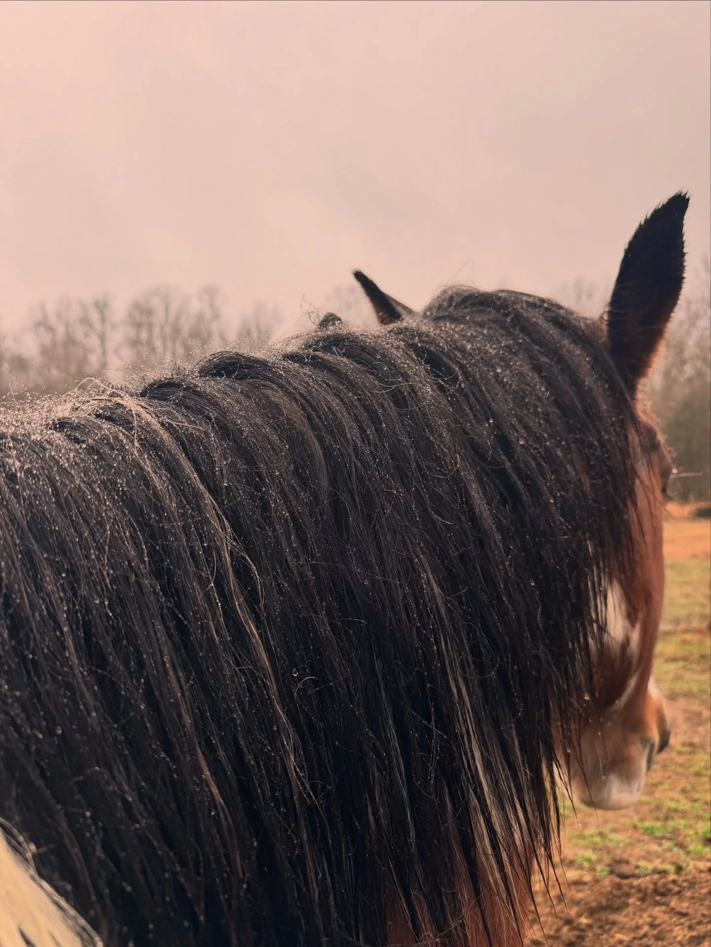 60 days or less&hellip; I can&rsquo;t believe we&rsquo;re so close to having a foal on the ground 😭 We&rsquo;ve got a cold week ahead of us but still a very mild winter so far and for that I&rsquo;m very thankful! Praying for beautiful weather in Ma