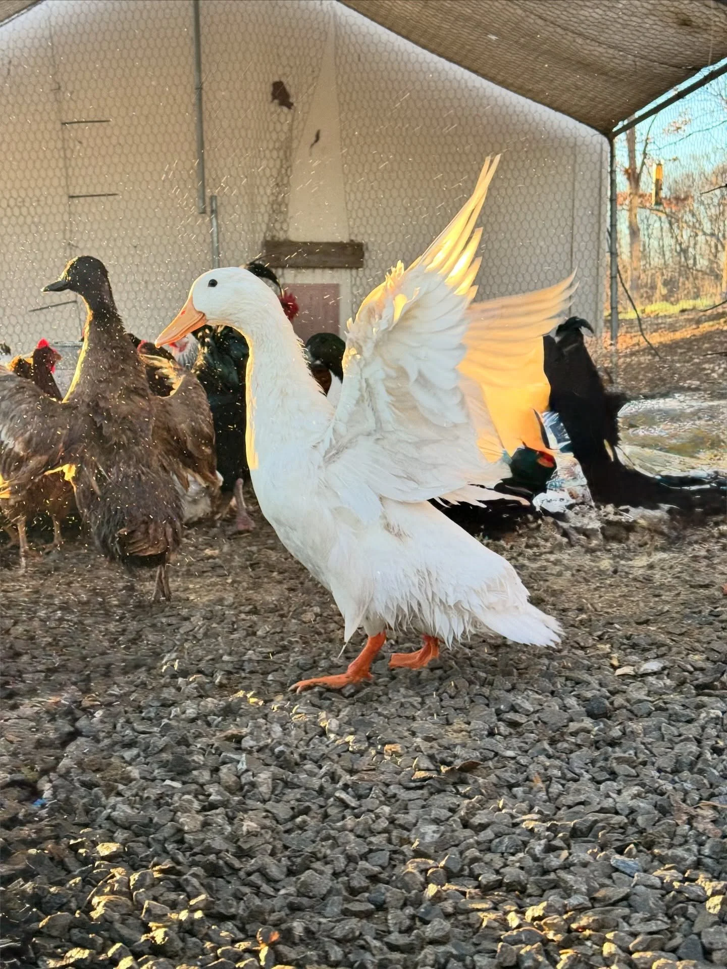 Seeing the evening sun illuminate through wetted feathers. 
Seeing the glittering drops of water roll and fly from their wings. 
Hearing the air rush about as they joyfully flap and shake. 
Watching them dive and splash and rejoice in their existence