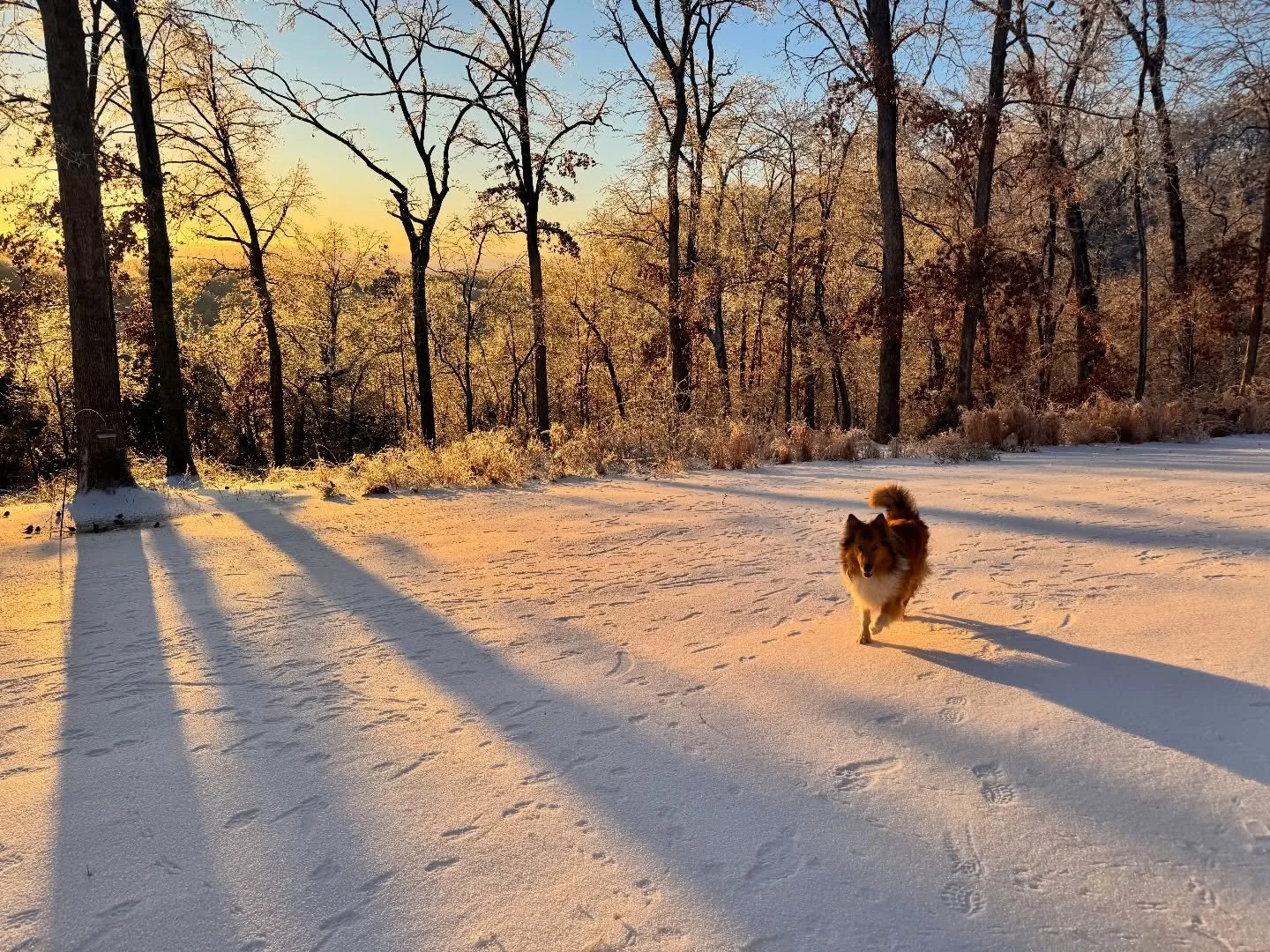 A Flynn appreciation post! Having an #oldscotchcollie brings a lot of joy to the longest days! 
He&rsquo;s a perfect companion, he looks after all things great and small and has never shown a bad temper about any weather, chore or ask. He has been es