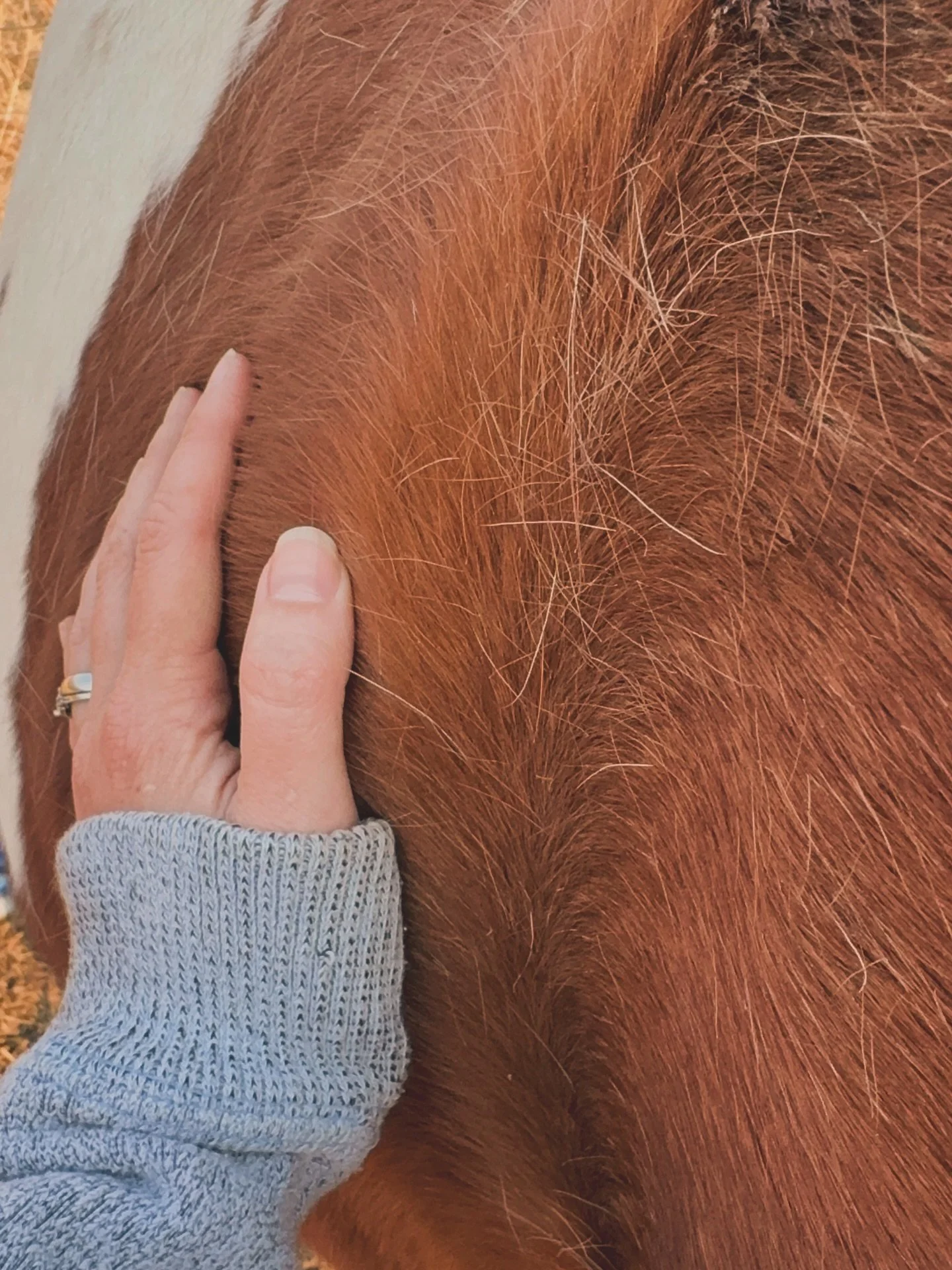 March 7th is fast approaching! Baby is running out of room and mama is getting tired and uncomfortable. The shift has started and the small signs stating that the birth approaches are starting to show. 
Last year at this time I was trying to save Jes