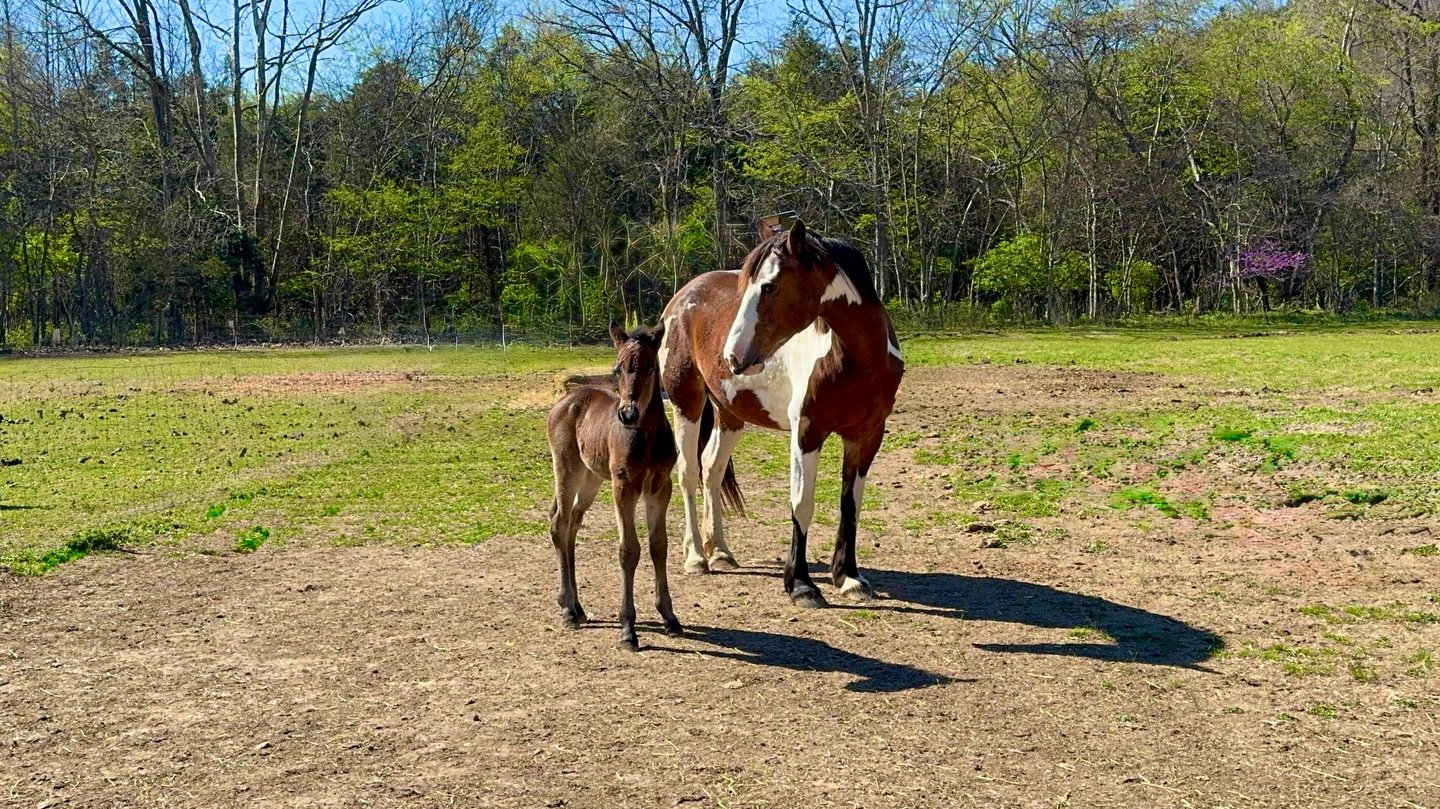 Cavalier at 5 days old. 

He&rsquo;s half his mother&rsquo;s height, putting on a pound of muscle it day it seems like and he&rsquo;s becoming the most curious, friendliest little thing! 
He can move too! Long flowing strides, running sure footed and