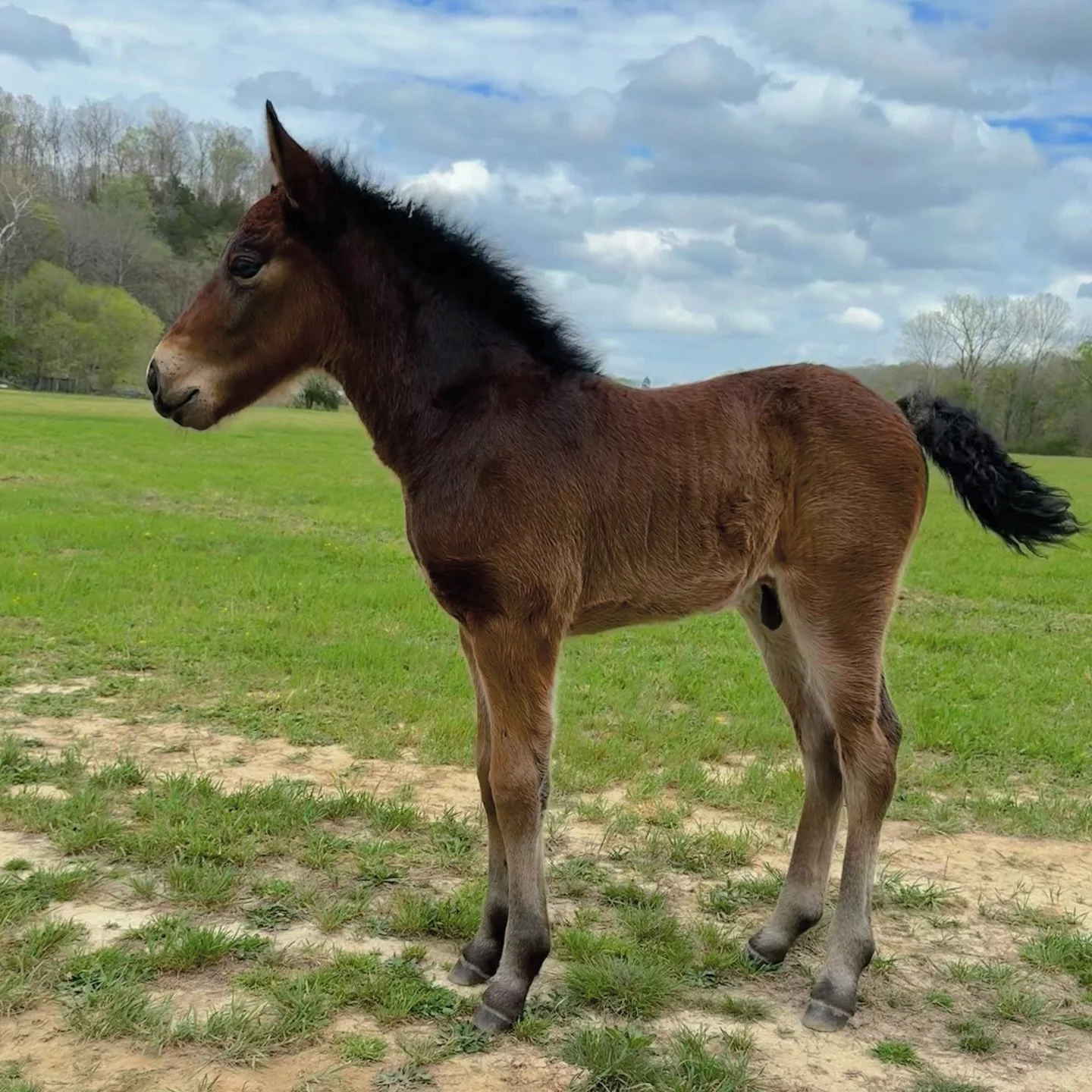 Cavalier at *almost* 2 weeks old. 

He&rsquo;s learning about respecting people&rsquo;s personal space. He&rsquo;s being desensitized to children, sheep, dogs, tractors, ducks, plastic bags, tarps, loud noises and lots of unexpected movement. 

He&rs