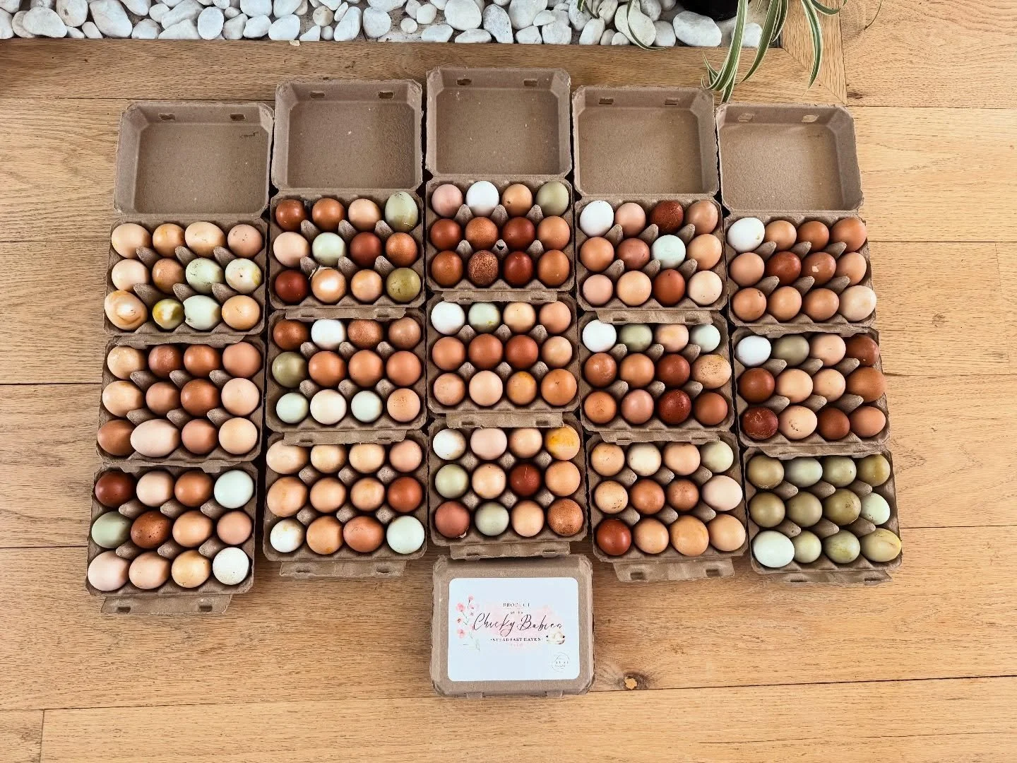 Spring has sprung! 🌷
One of my favorite times of the year! 
The Chicky Babies are just so happy with the warmer weather and sunshine and they get so happy about their egg laying! 
I get it girls. Sunshine, green all around and warm days are just the