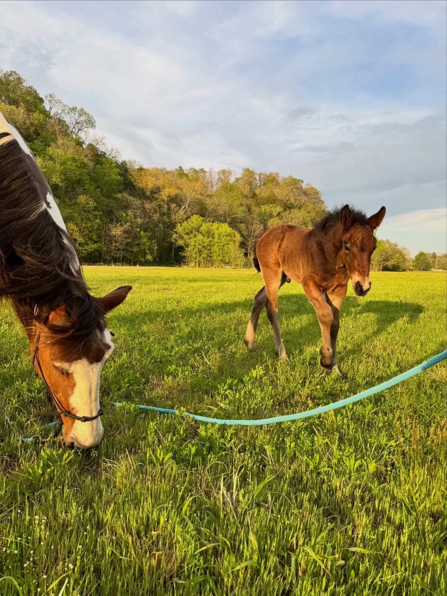 Cavalier at 3 weeks old 🥰