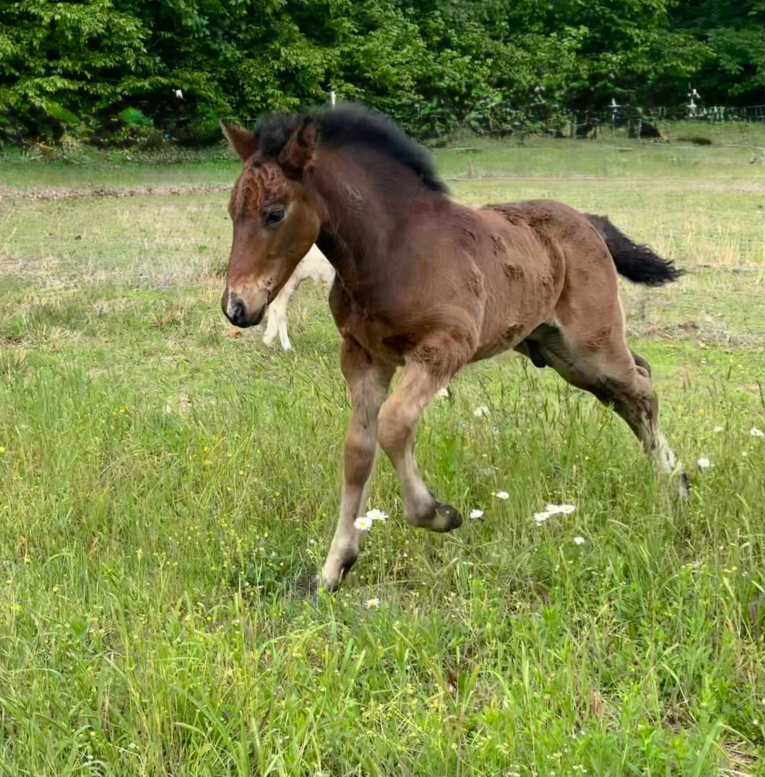 Cavalier at 6 weeks old. 
His back is up past my chest now. He&rsquo;s as tall as our fences and from a distance can be mistaken for Rev. No doubt he&rsquo;ll surpass Rev in the next few months!
He&rsquo;s solid muscle, sure footed, agile and smart. 