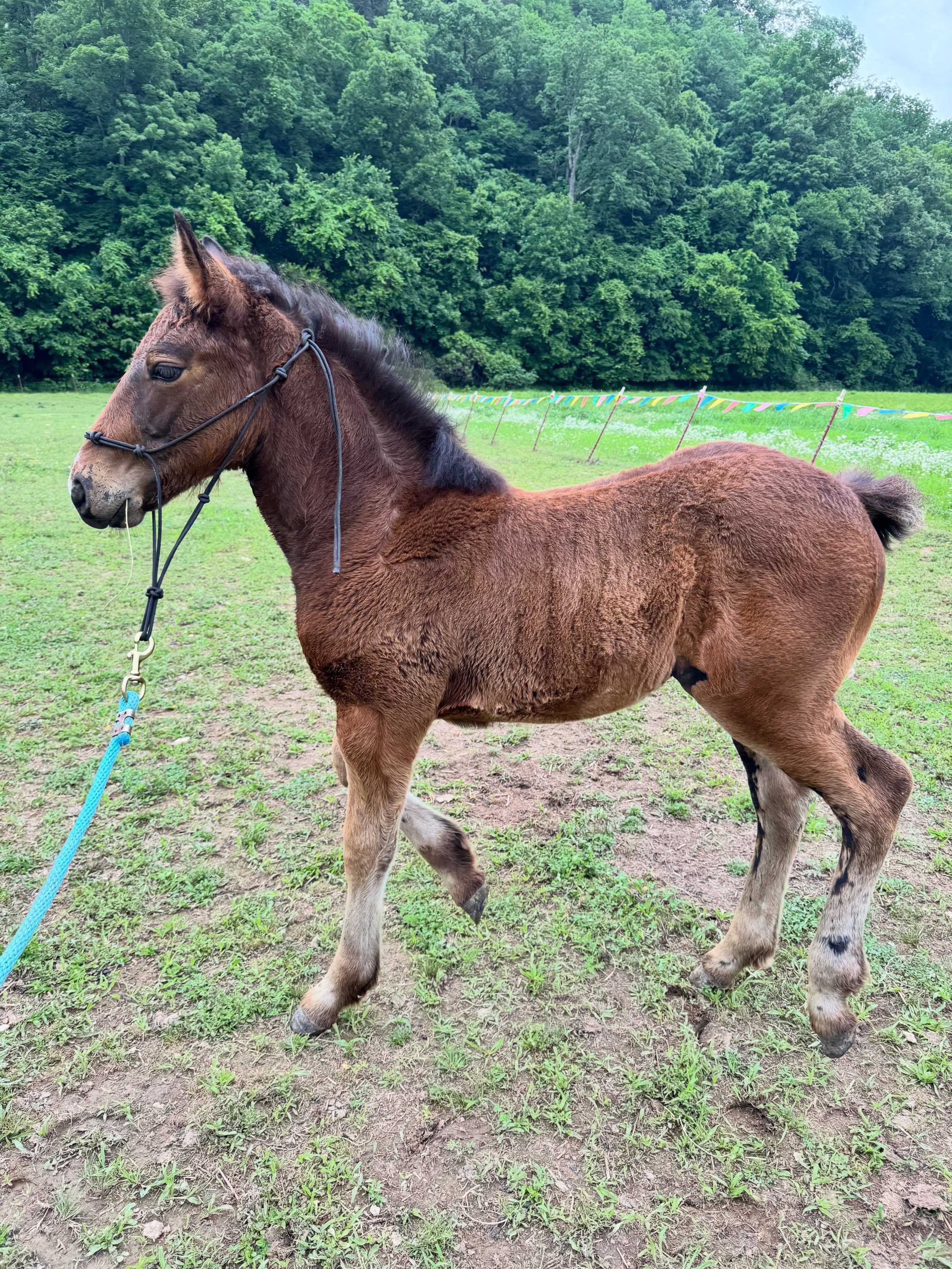 Before and After Cavalier&rsquo;s first clipping!
Have I ever fully clipped a horse? No. But his baby hair is double c THICC and it needed to be gone, like, yesterday. 
The flies were too intense so I left the inside of his legs hairy and I didn&rsqu