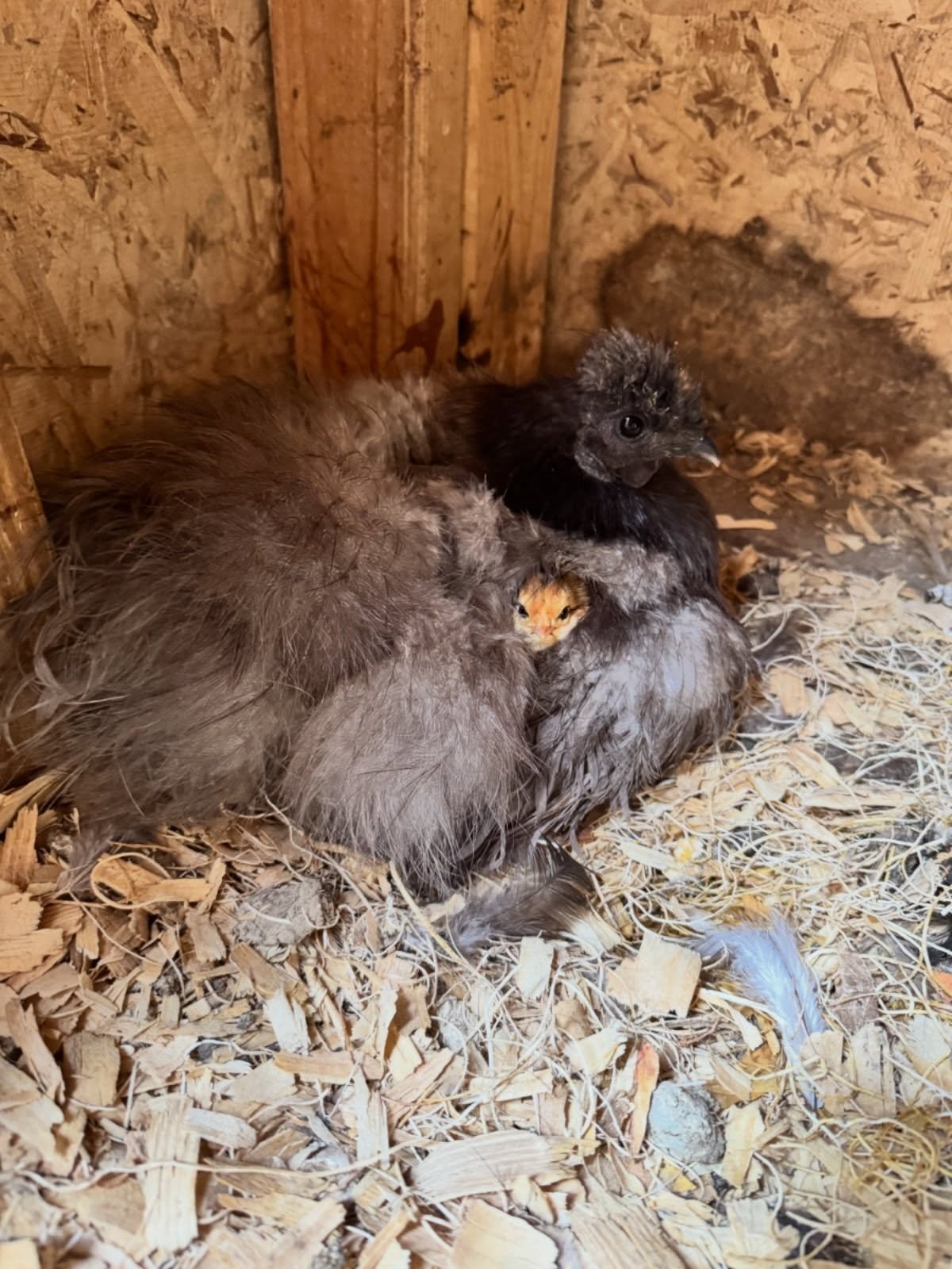 Now if this ain&rsquo;t the cutest dang thing I ever did see 😭😍 

Our precious silkie mama immediately adopted all 5 chicks that have hatched from the brooder so far. She is just the absolute best!!