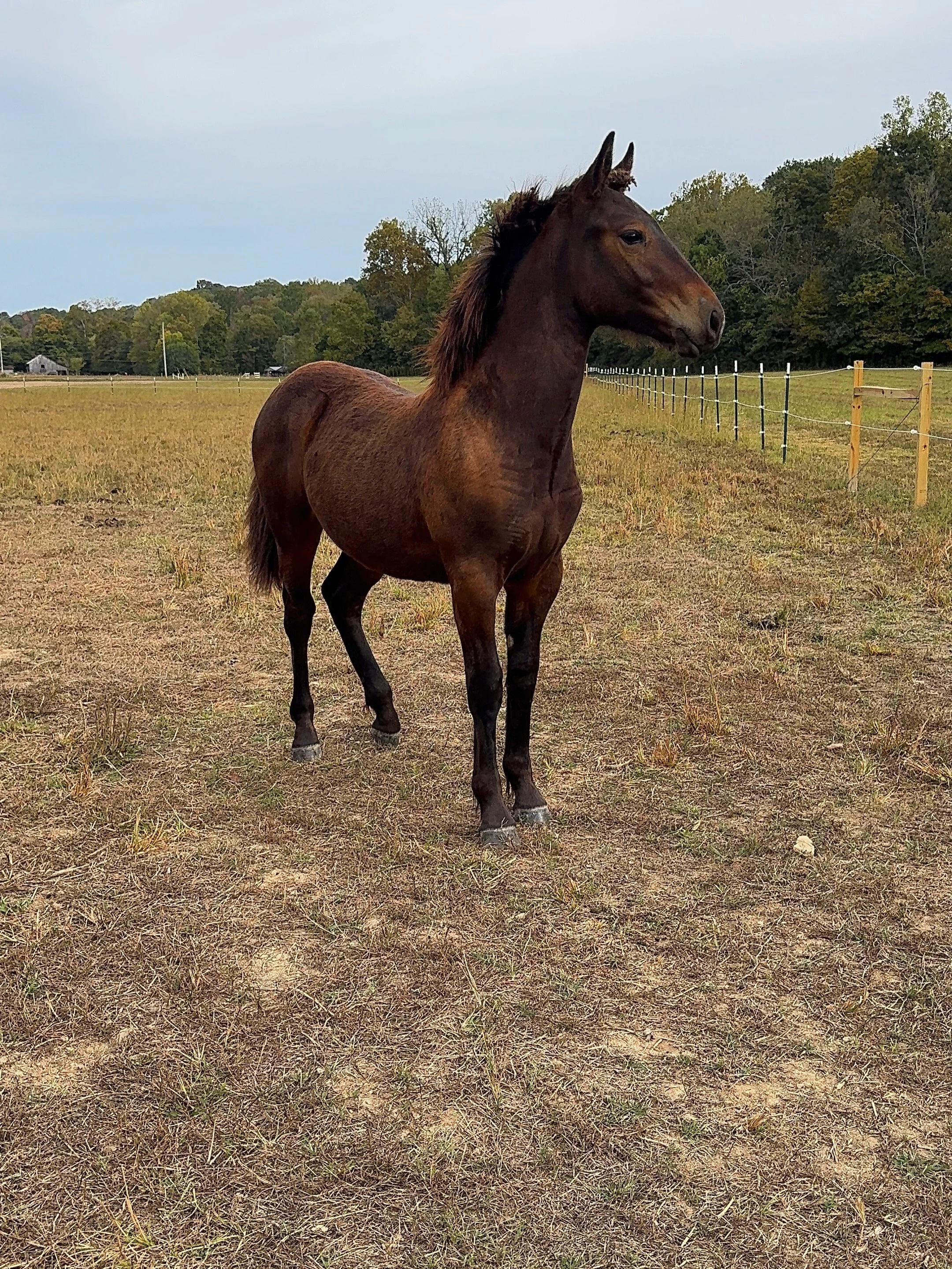 Pretty sure every burr on our property is currently in Cavalier&rsquo;s mane&hellip; It&rsquo;s gonna take me days to get it all out 😩 but he&rsquo;s still pretty perfect. The way this big boy can move is unreal. To be this big at almost 7 months an
