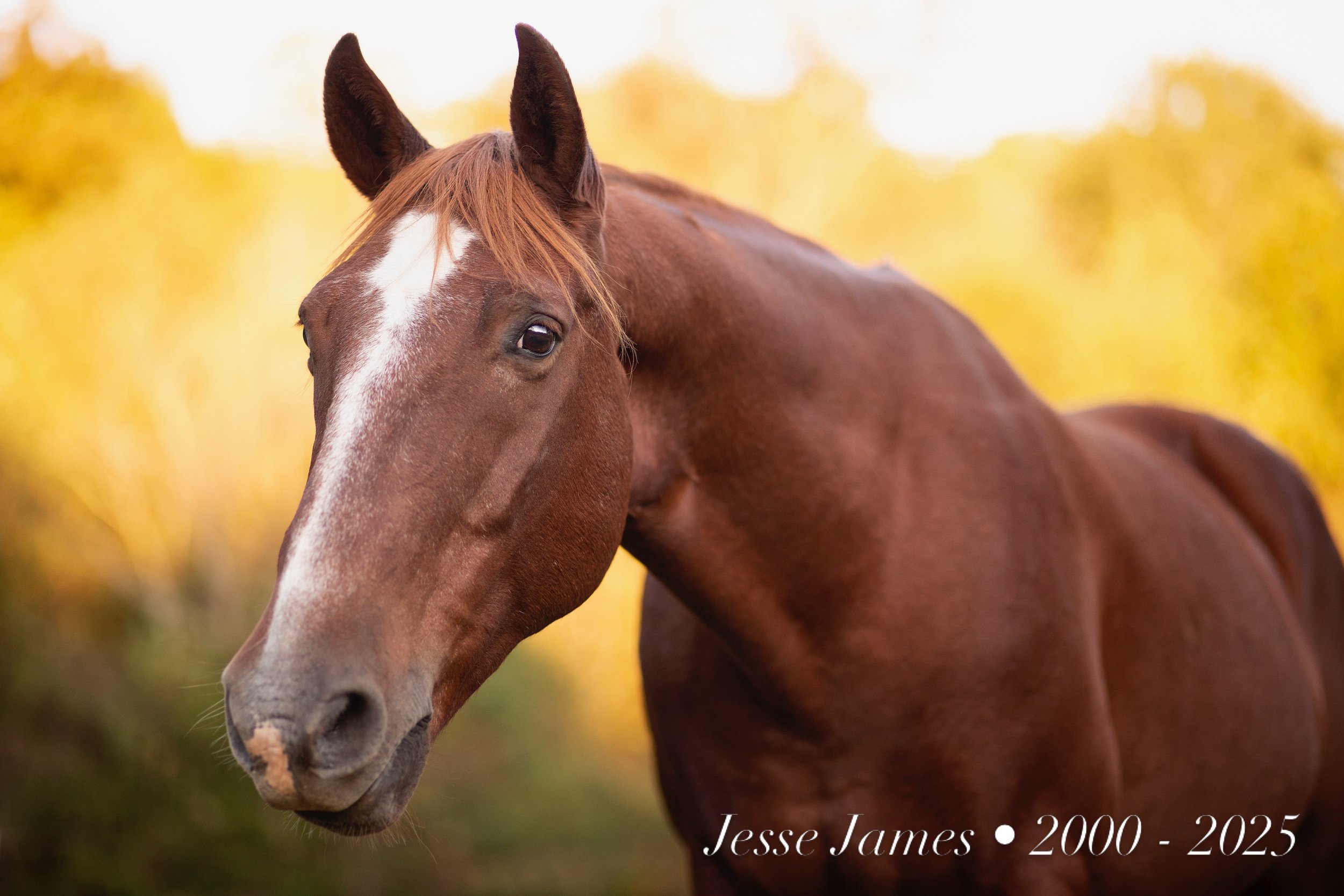My sweet Jesse. 
I think about him and miss him all the time.