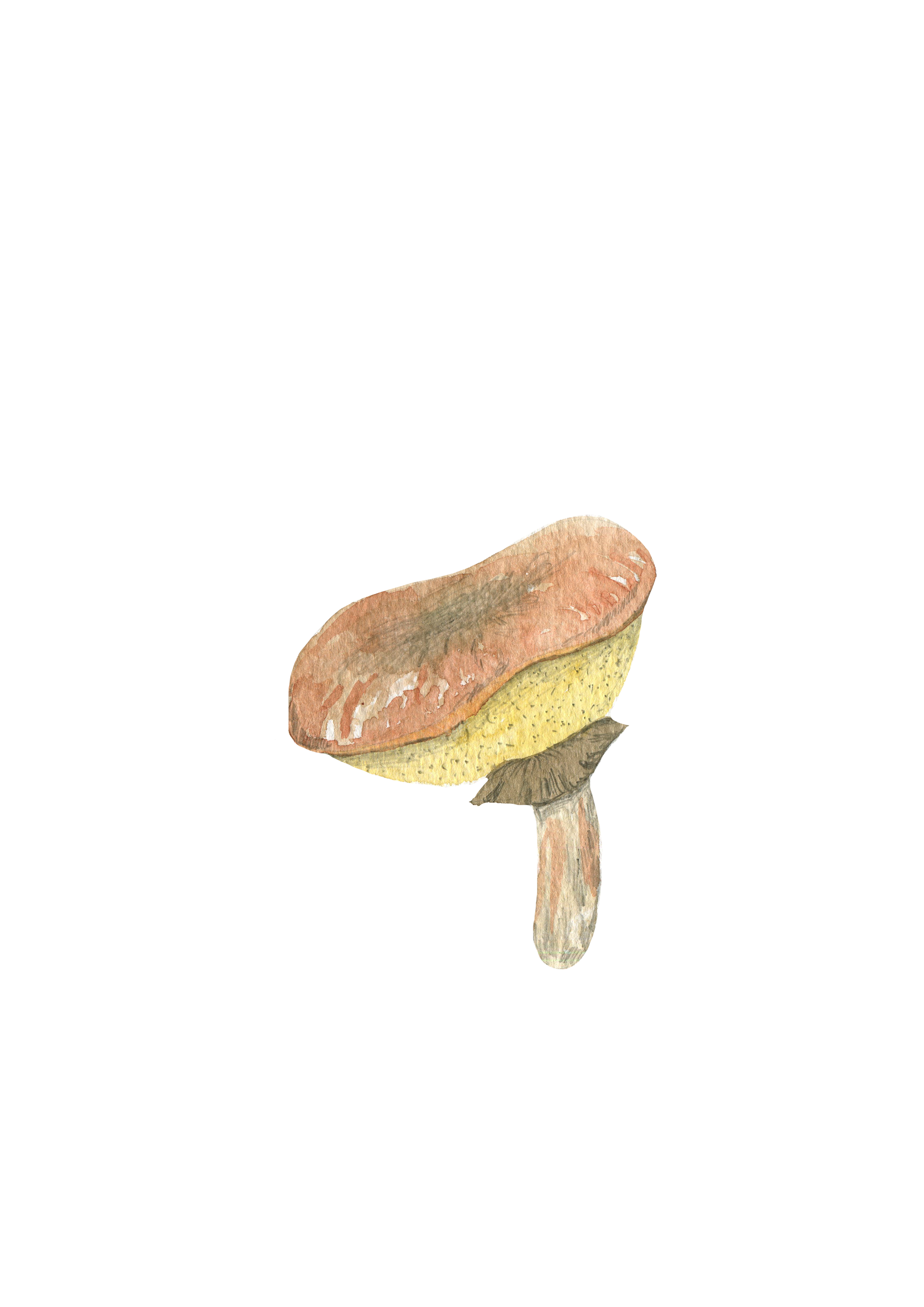 20. Slippery Jack.png