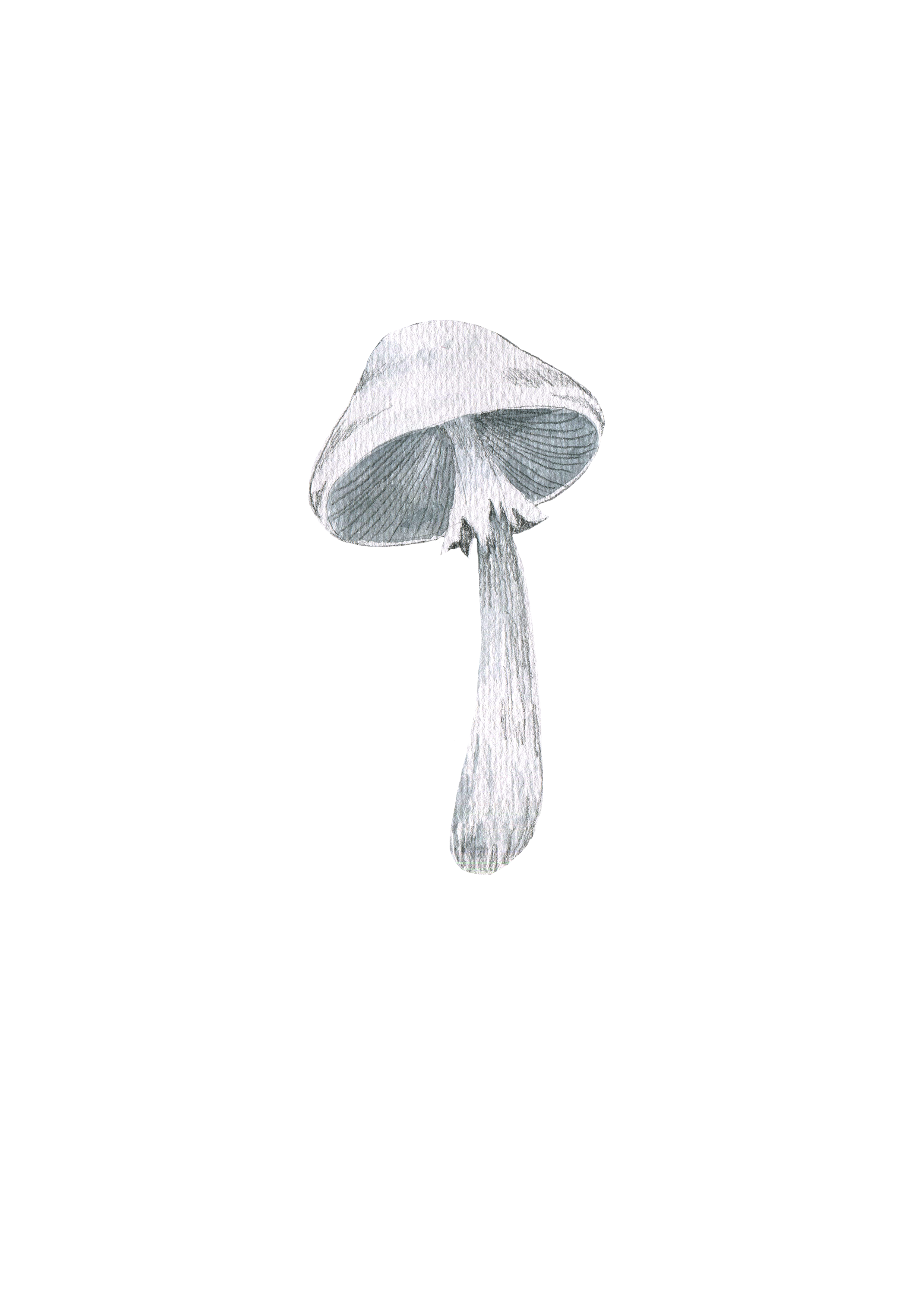 Amanita virosa.png