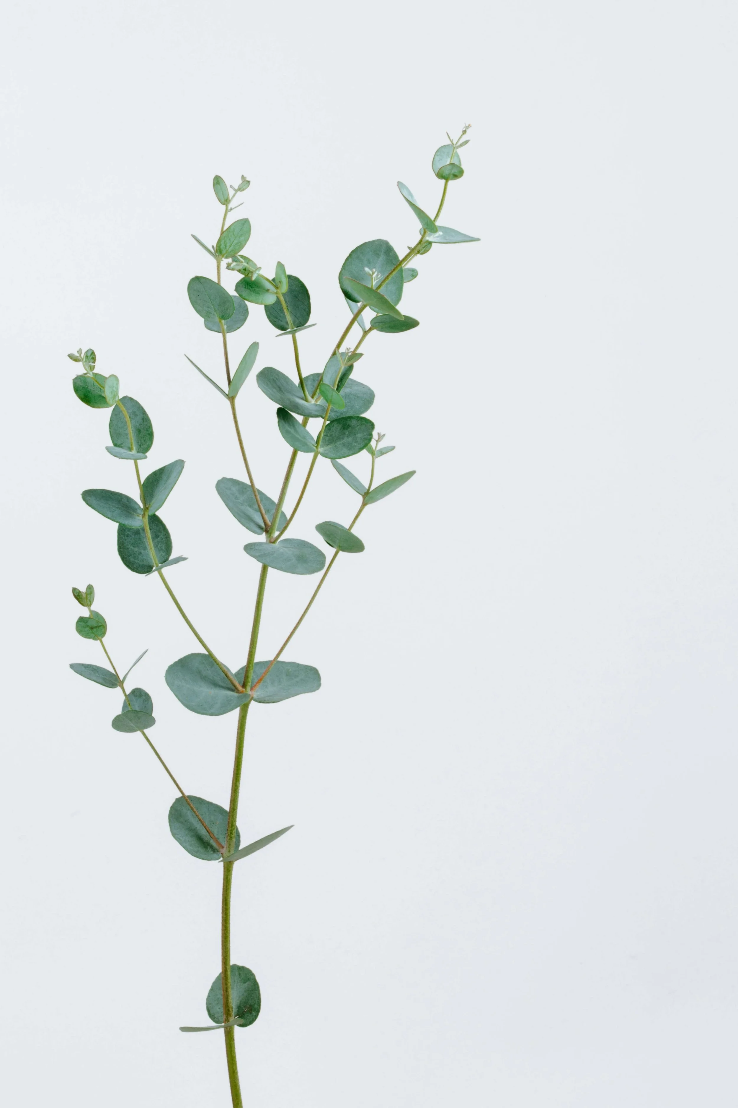 A sprig of green eucalyptus leaves on a light background.