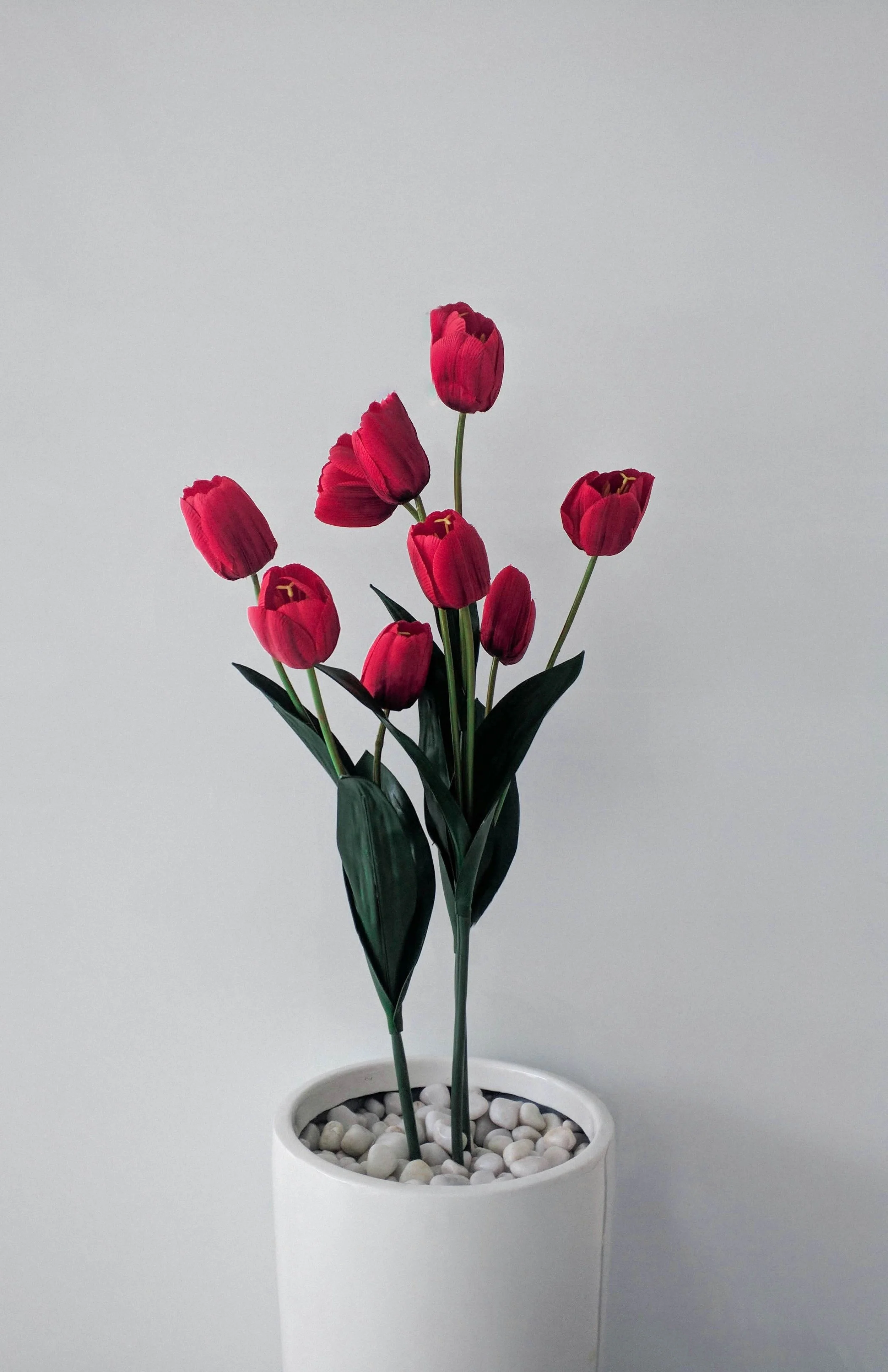 Therapy for Perfectionism: A potted plant with several red tulip flowers against a plain, light gray background. | Mindful Blooms Counseling