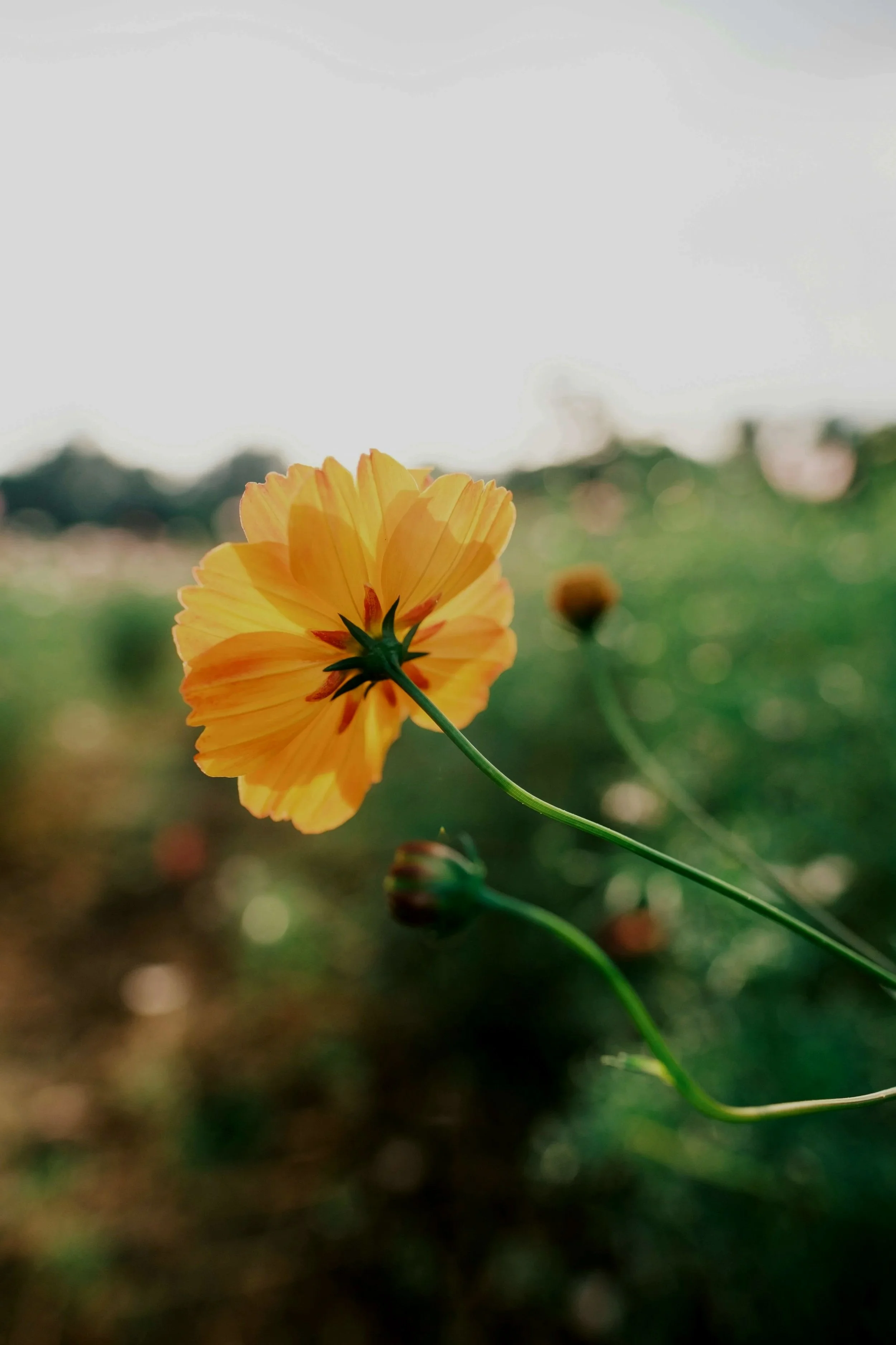 A close-up of a yellow flower with a green stem, out of focus background with other blurred flowers and bokeh lights.