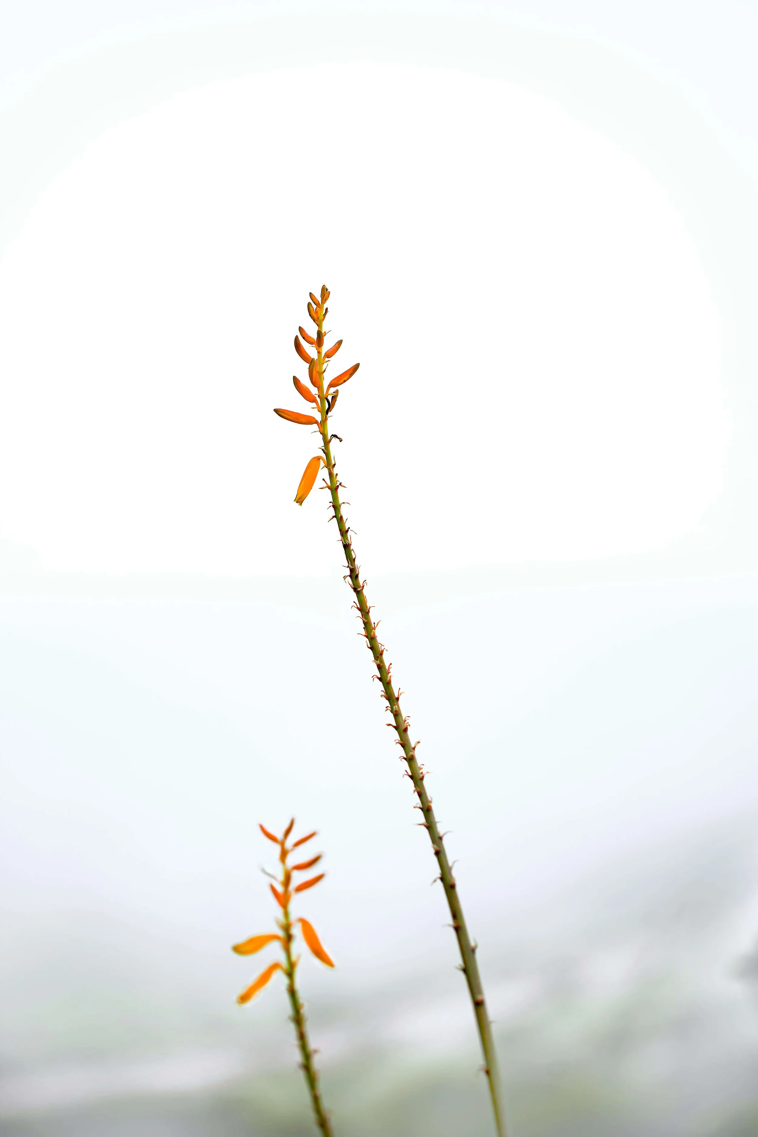 Close-up of a tall, slender plant with small, orange flowers along the stem, set against a blurry white and gray background.