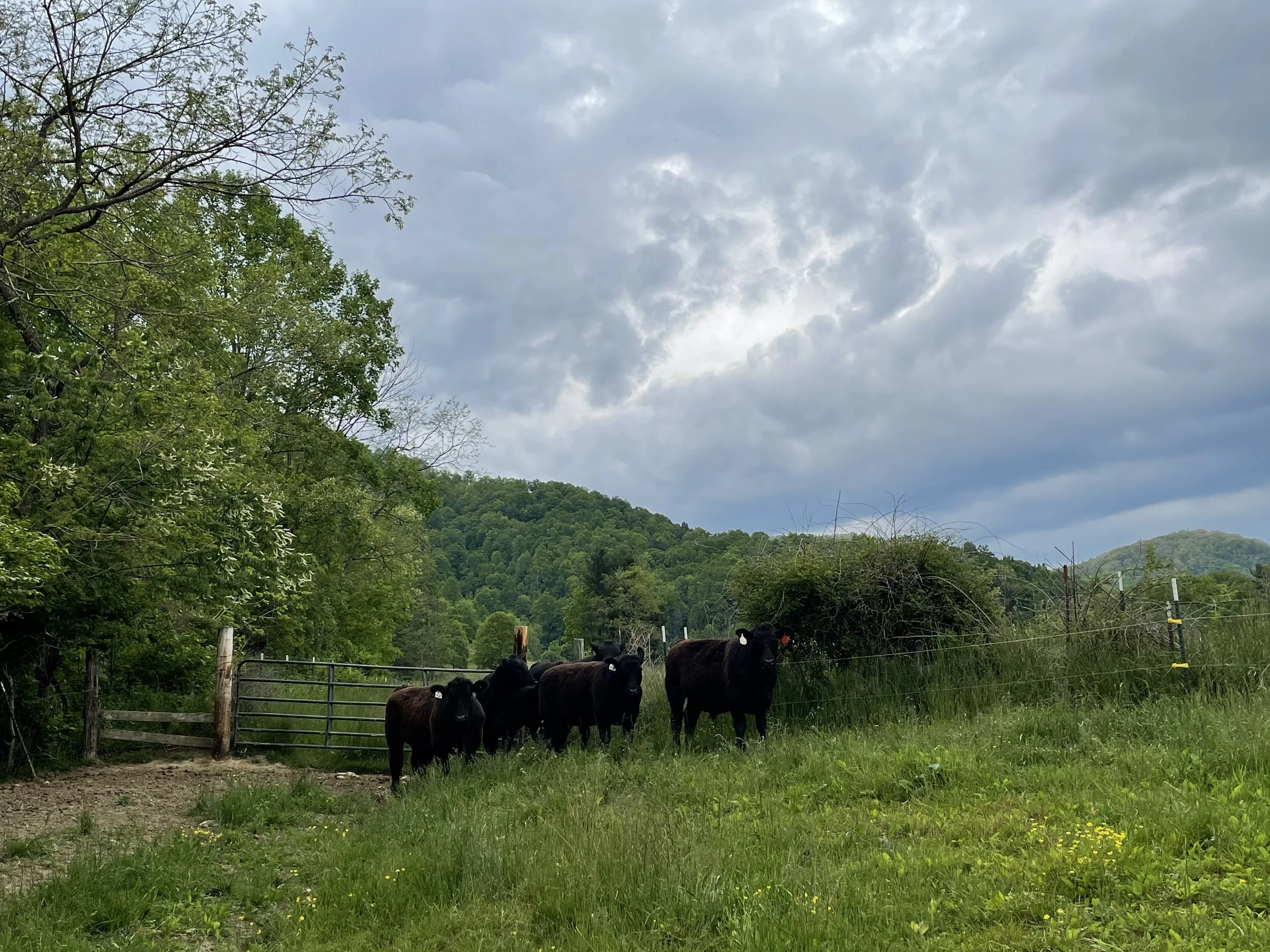 Cattle on our Historic Working Farm