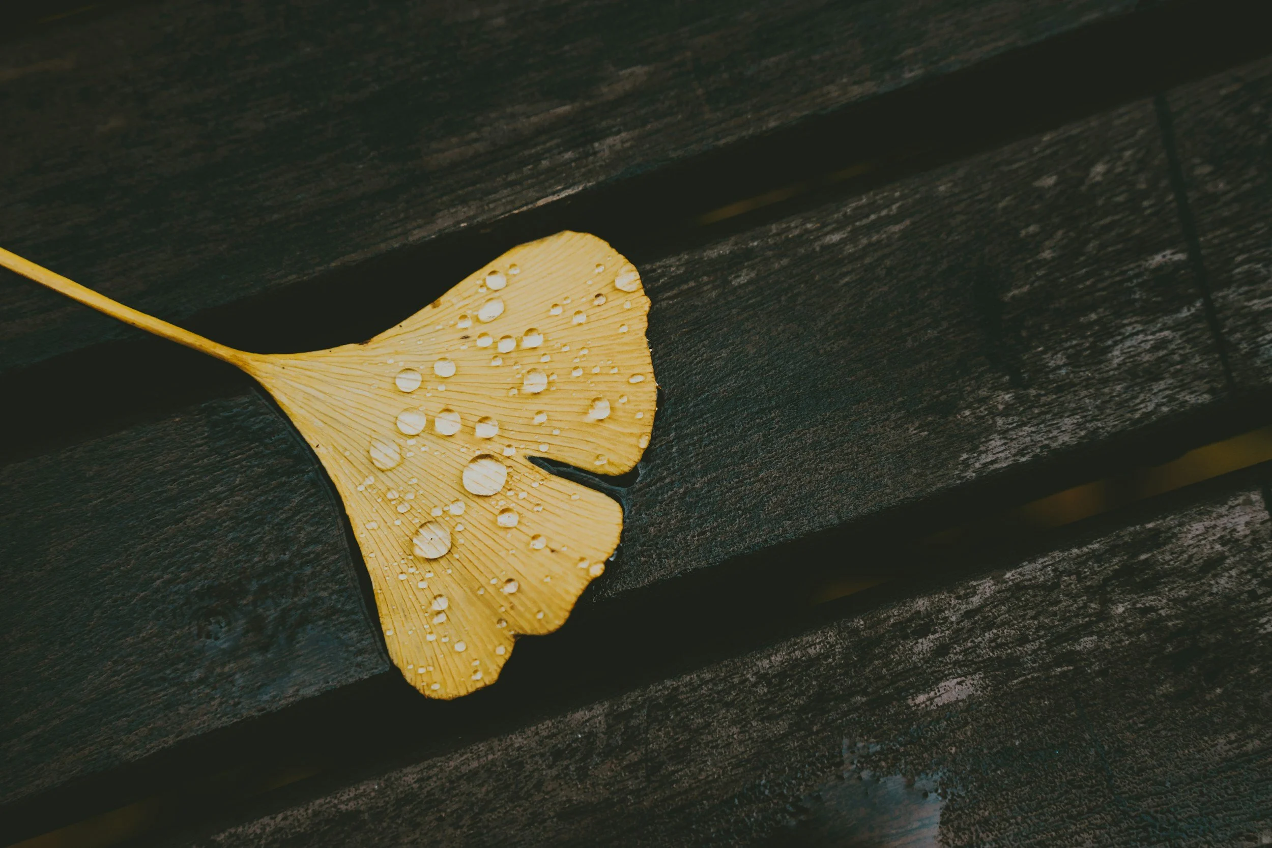 A ginkgo leaf in Brussels, photographed as part of The Dialect of Intimacy website.