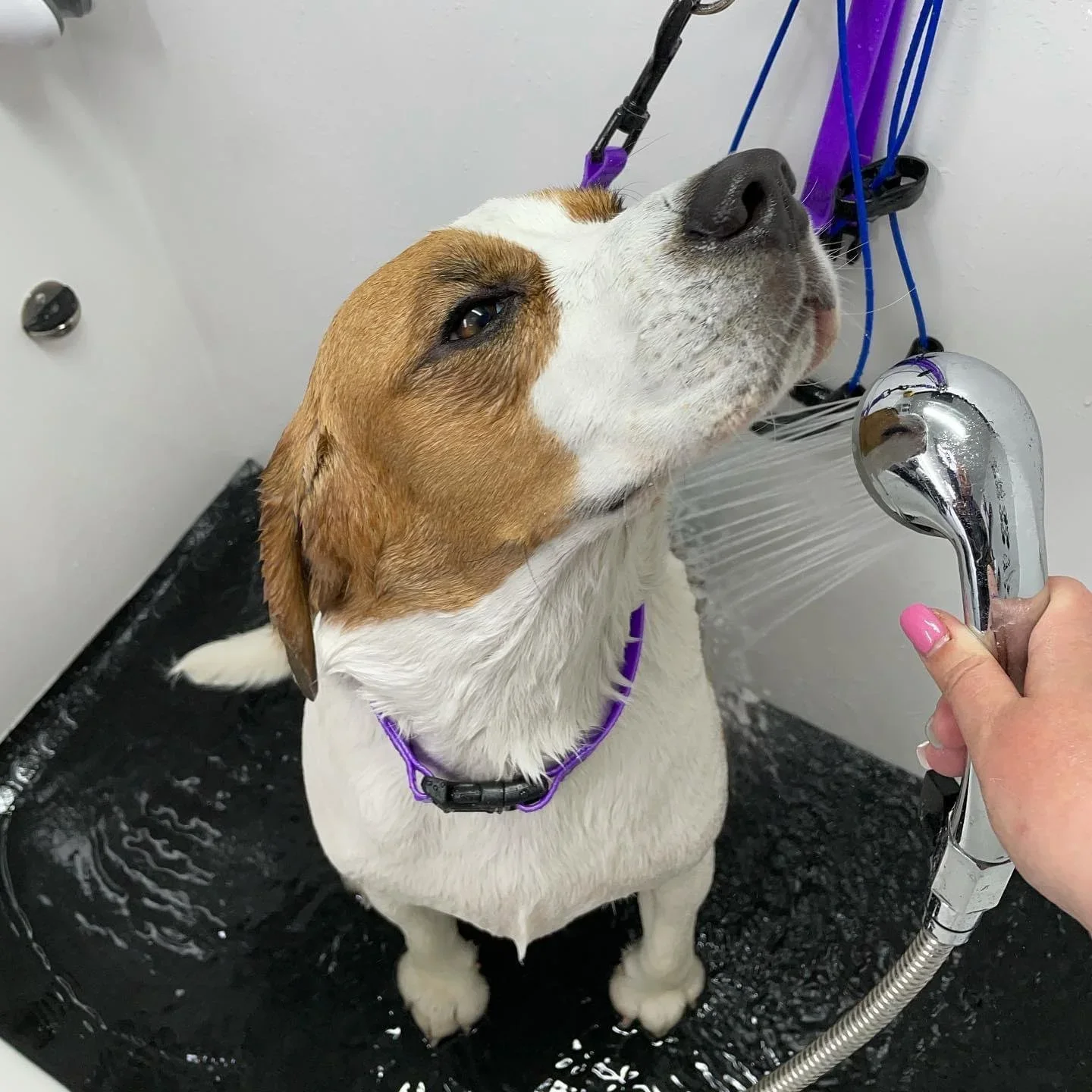 Dog receiving calm one-to-one grooming at Tillies in Solihull
