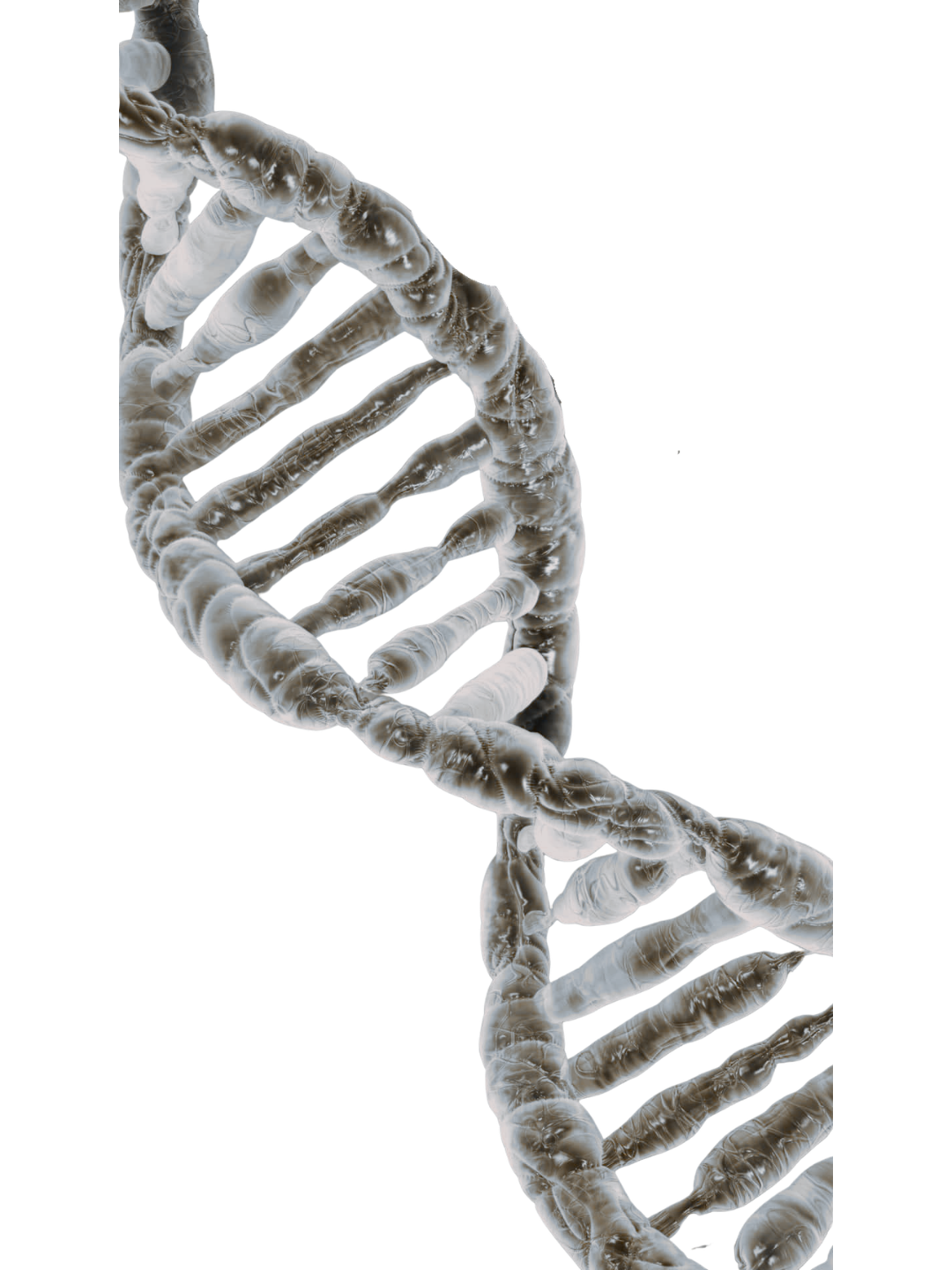 Animated image of a DNA double helix structure in black and white with a metallic appearance.