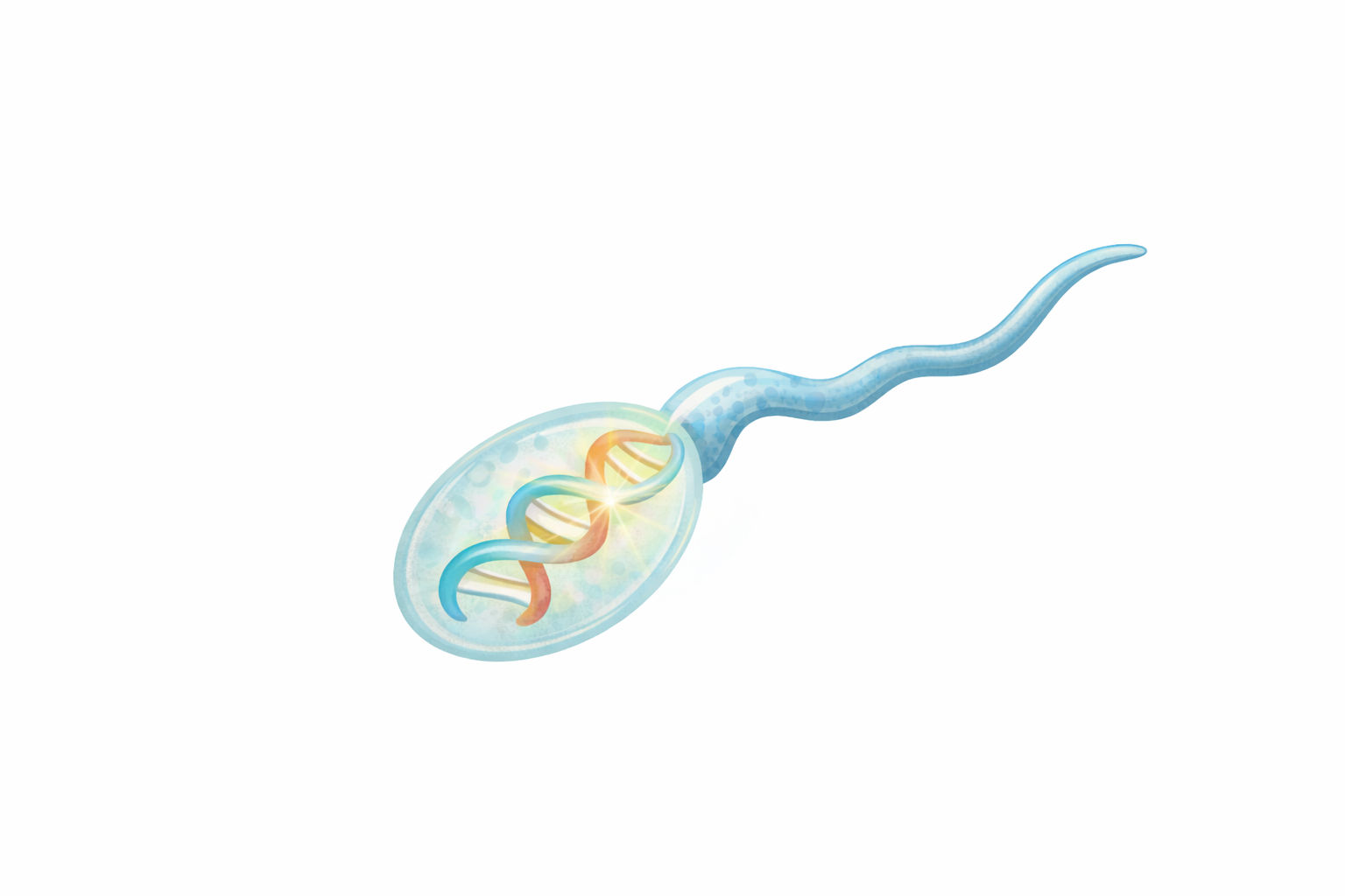 Illustration of a sperm cell with a visible DNA strand inside it.