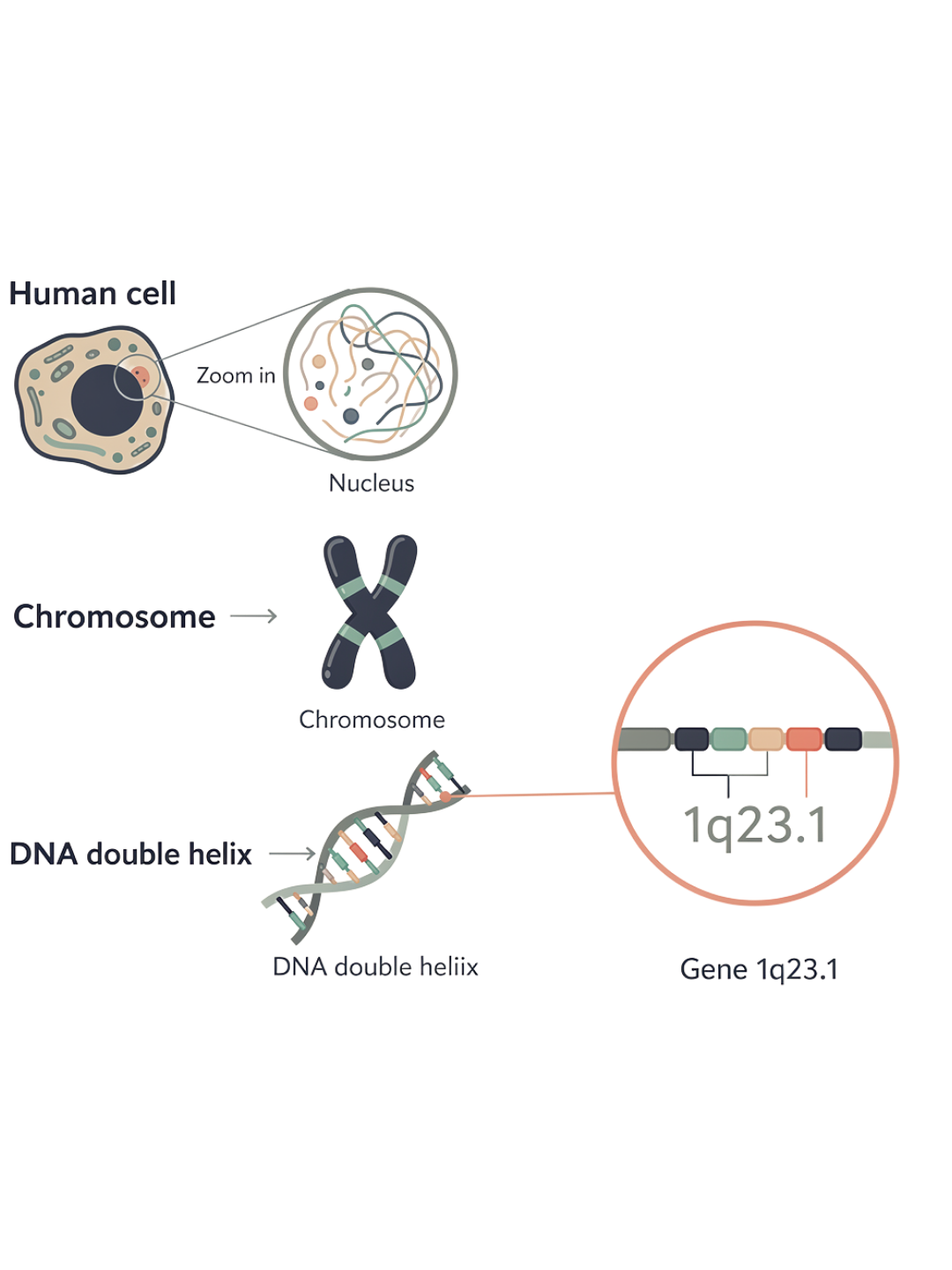 Diagram showing the structure of a human chromosome, including a zoomed-in view of a cell nucleus, chromosomes, DNA double helix, and specific genes such as gene 1q23.1.