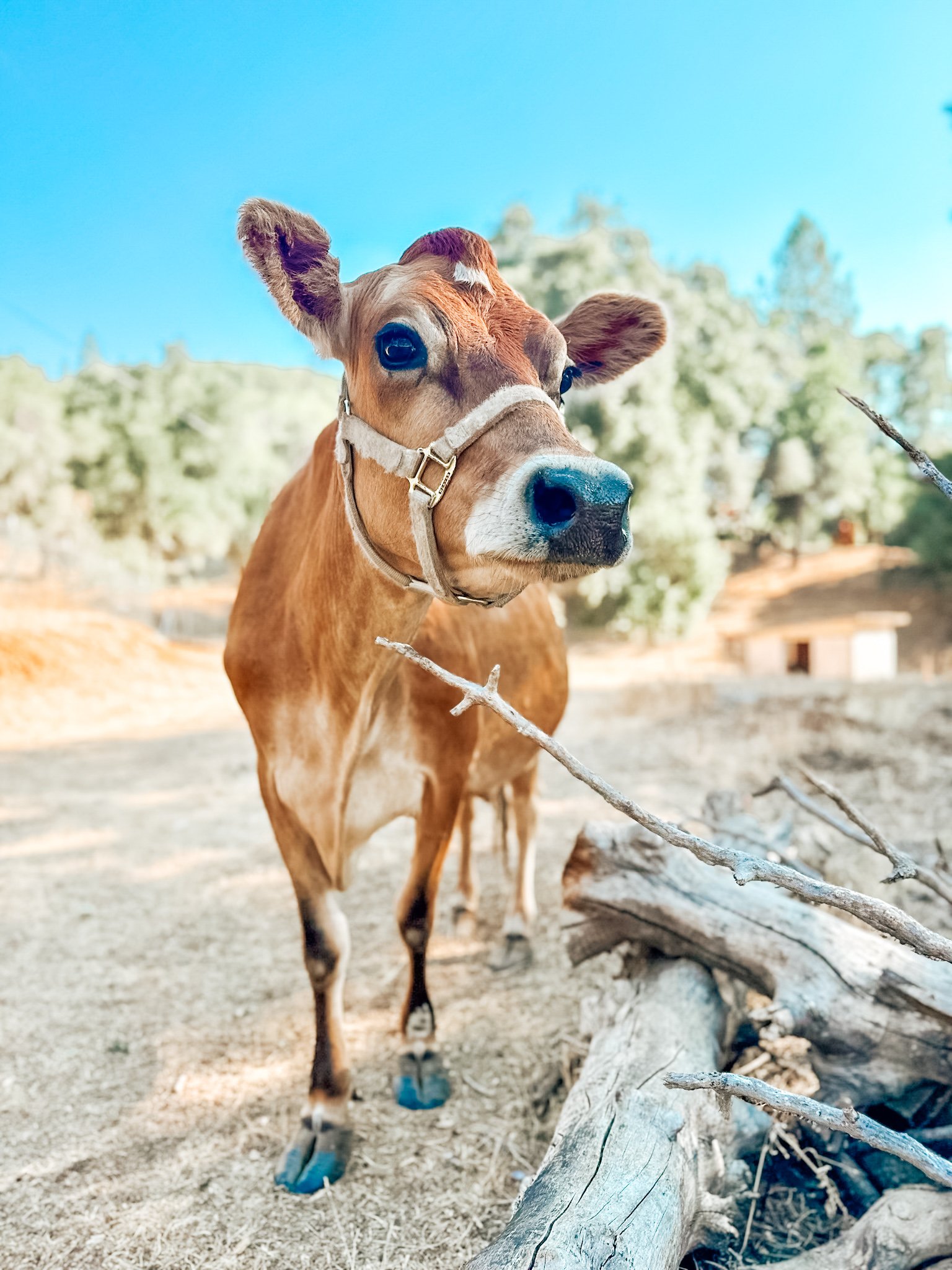 Lily - Our newest addition to the farm. Lily is a Jersey cow, providing us with fresh, delicious milk.